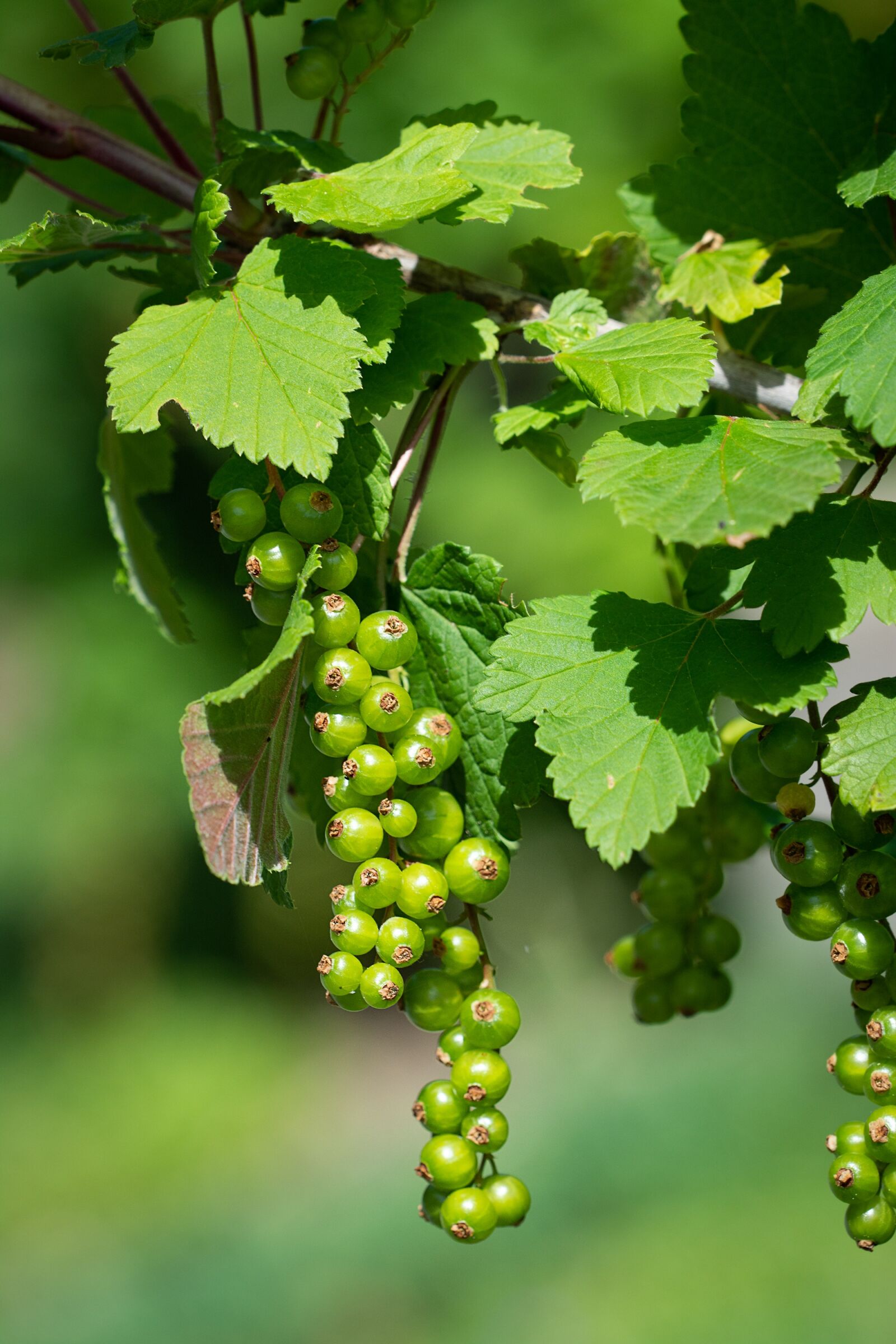 Nikon D7100 sample photo. Currants, immature, green photography