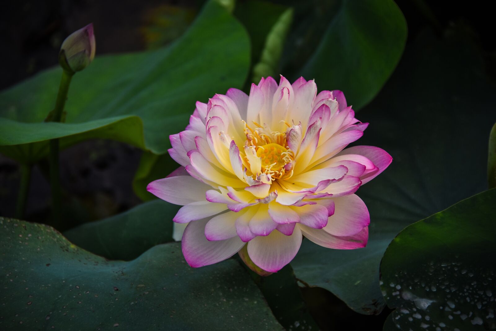 Nikon D7200 sample photo. Golden lotus border pink photography