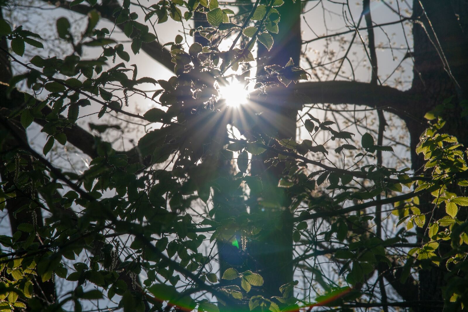 Canon EOS 400D (EOS Digital Rebel XTi / EOS Kiss Digital X) sample photo. Sun, lights, natur photography