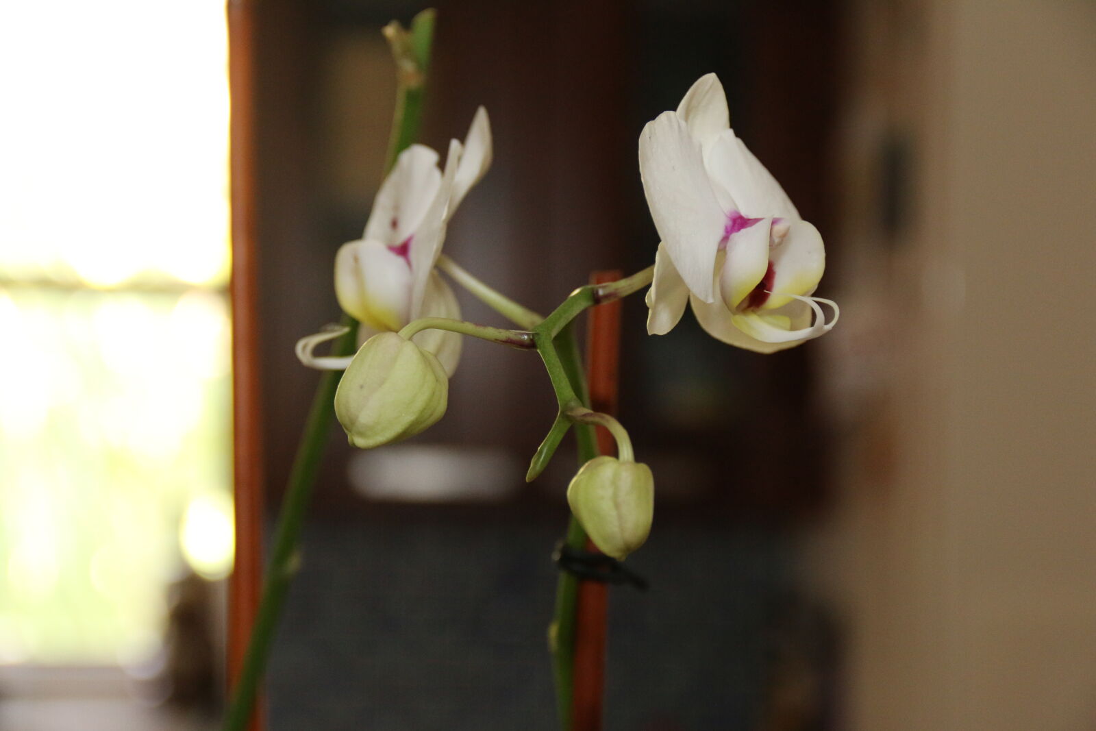 Canon EF-S 18-135mm F3.5-5.6 IS sample photo. Flowers, orchid photography