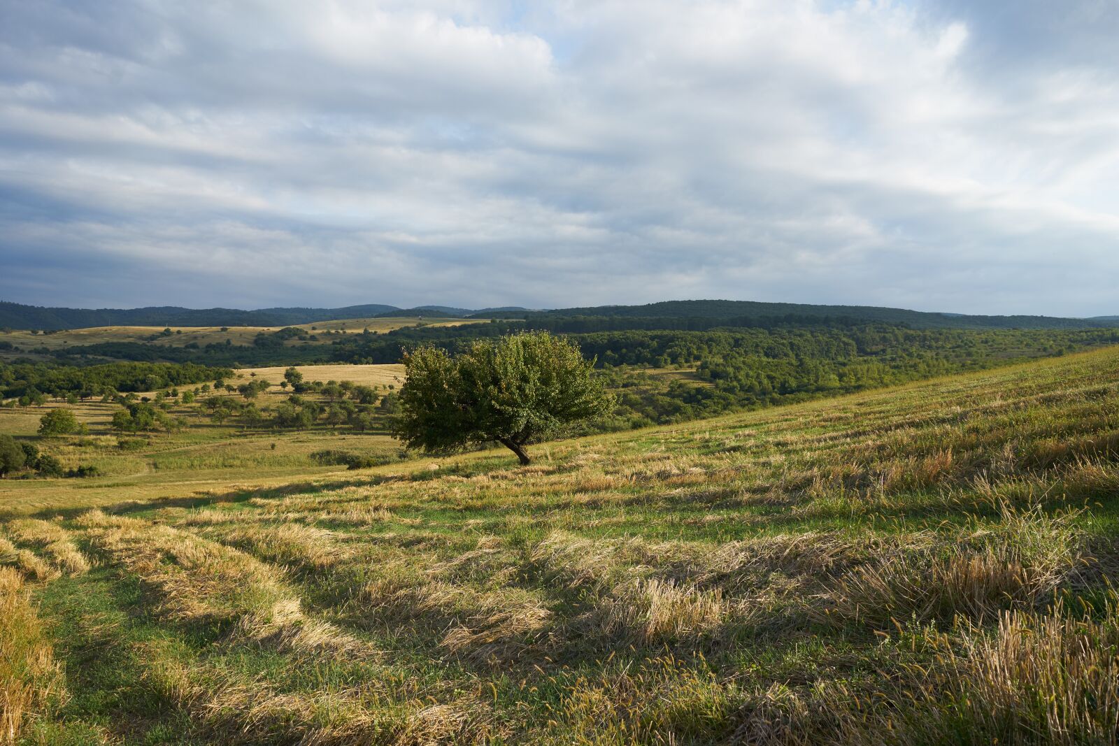 Sony FE 28mm F2 sample photo. Tree, nature, landscape photography