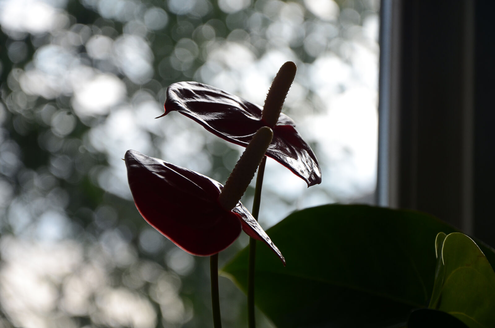 Nikon D5100 sample photo. Samsonov photography