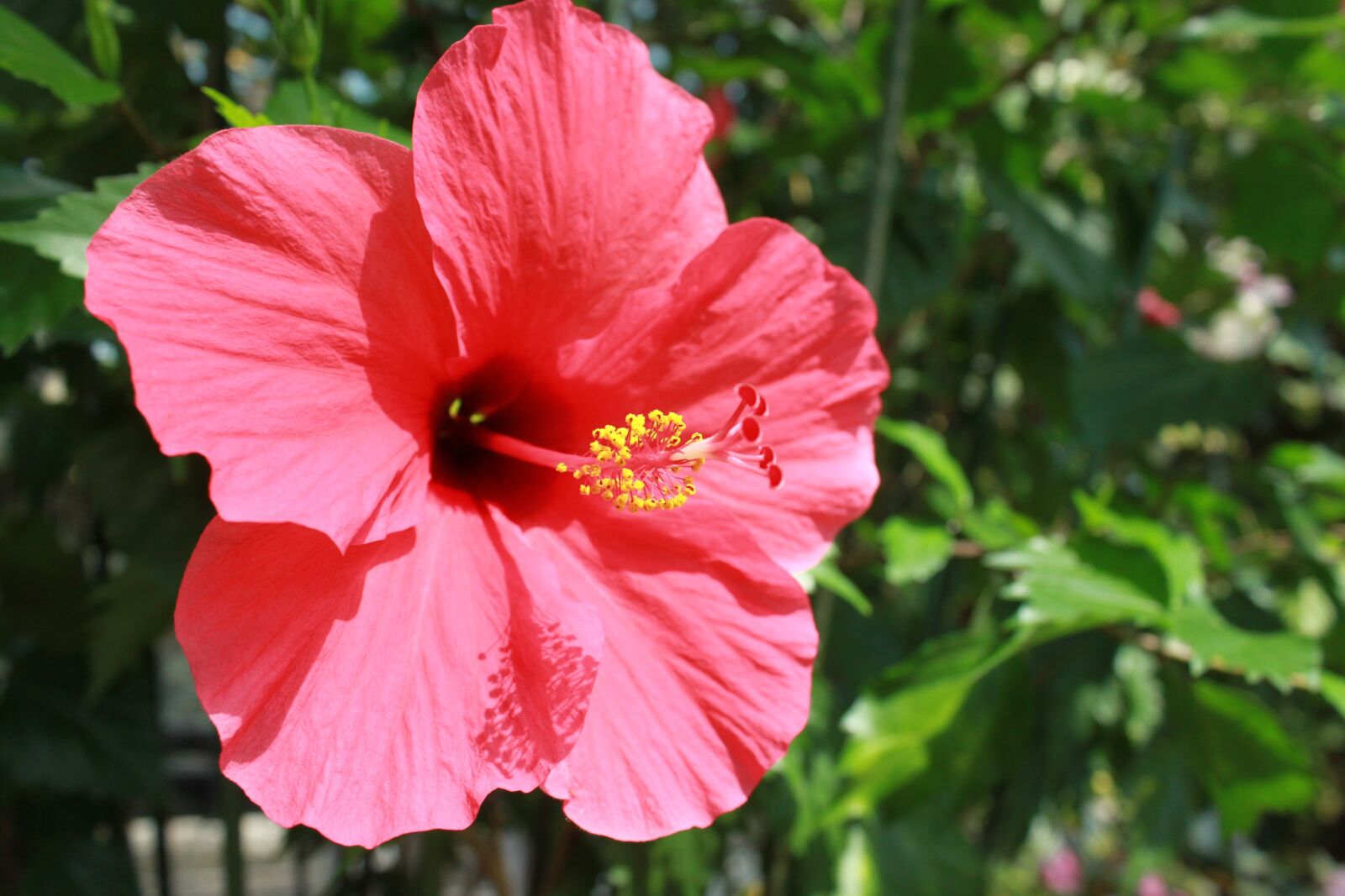 Canon EOS 500D (EOS Rebel T1i / EOS Kiss X3) sample photo. Flowers, summer flowers, hibiscus photography