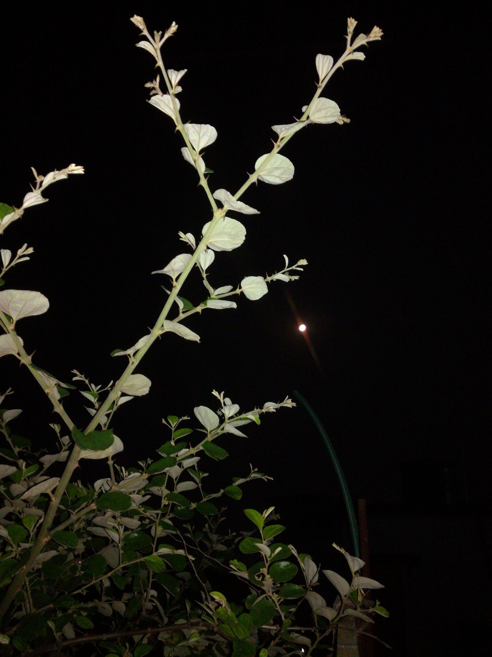 HUAWEI GT3 sample photo. Tree, in a, moon photography