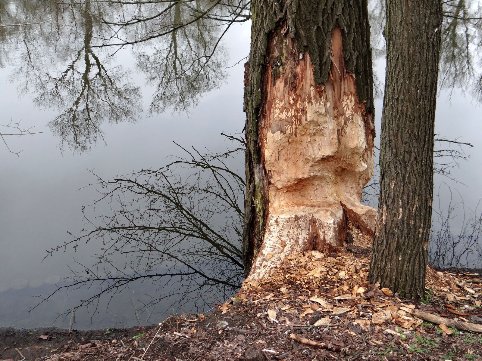 Sony DSC-HX200V sample photo. Beavers work, tree, occlusion photography