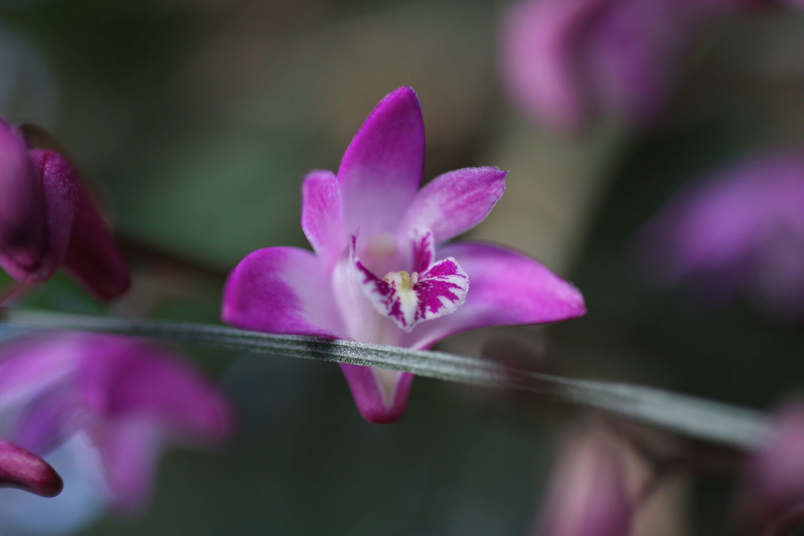 Sigma 50mm f/2.8 EX sample photo