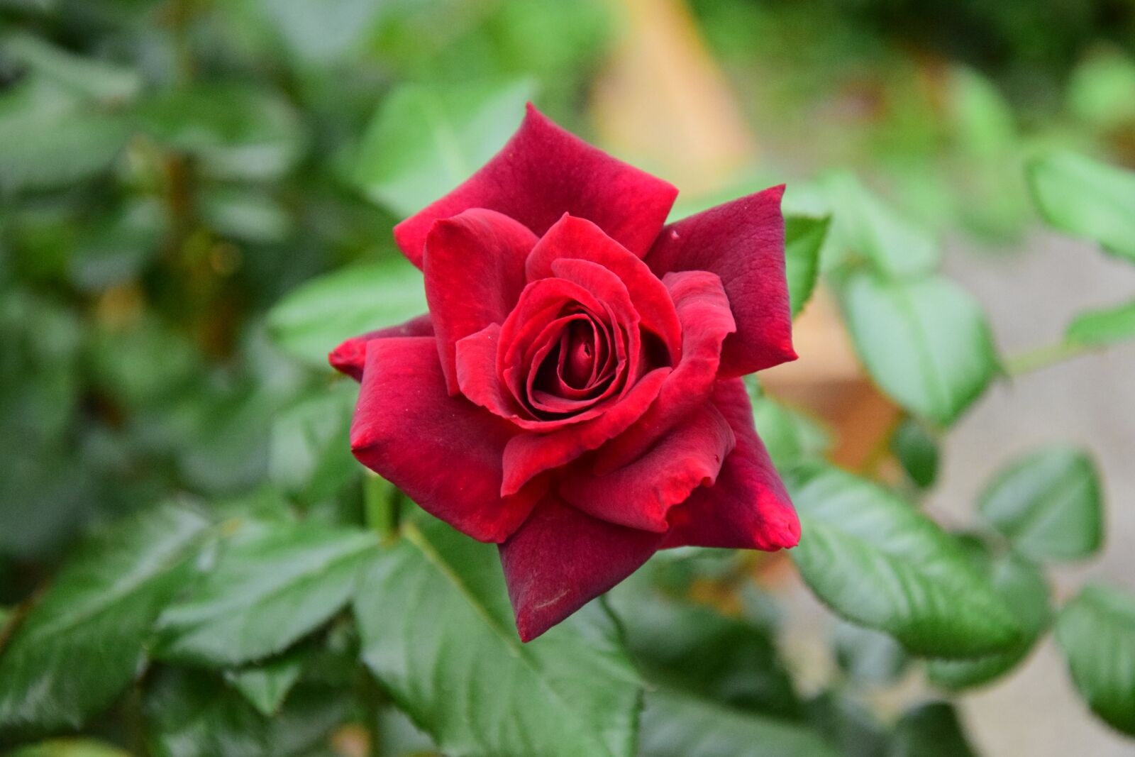 Nikon D5300 sample photo. Rose, red rose, rose photography