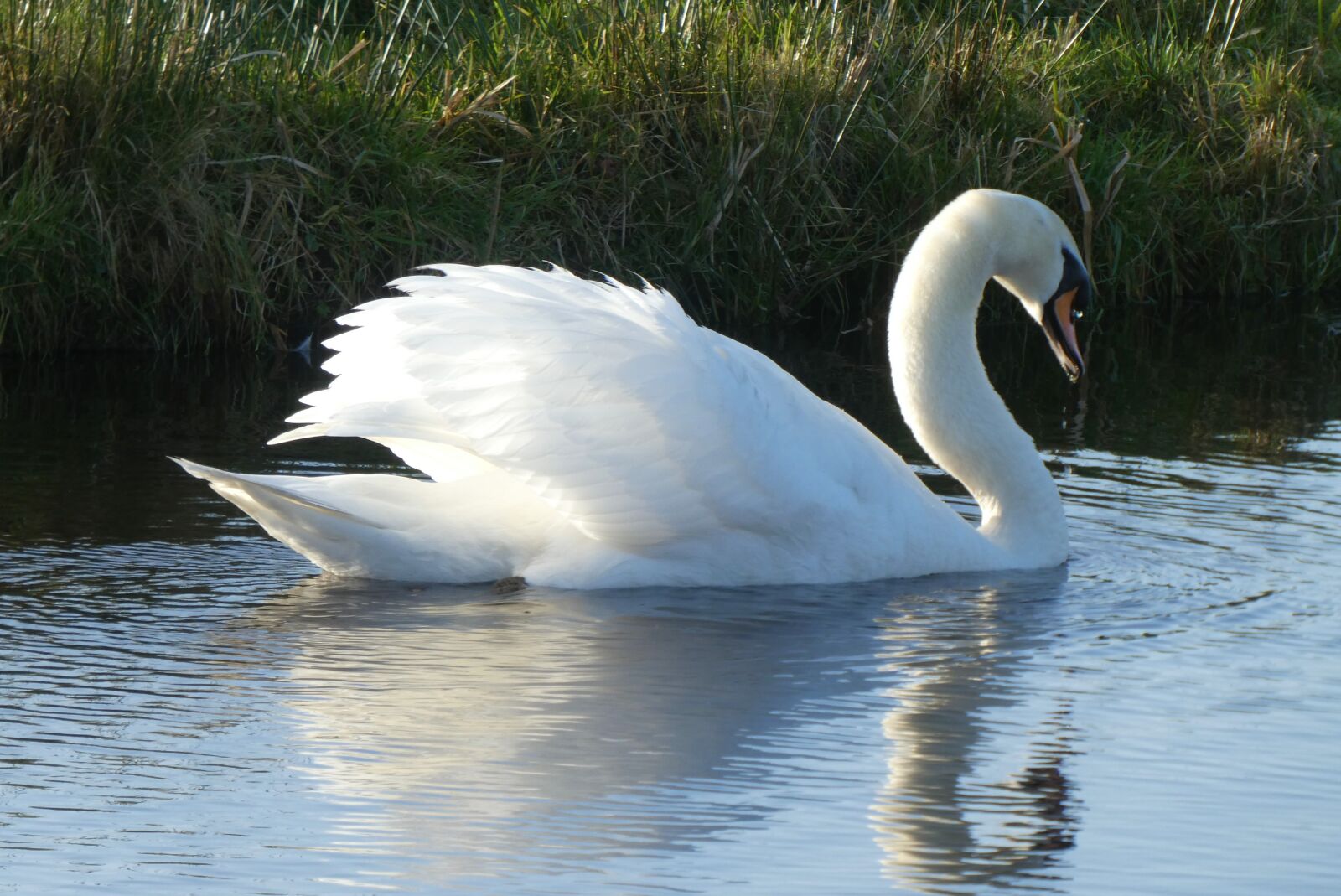 Panasonic Lumix DC-ZS70 (Lumix DC-TZ90) sample photo. Swan, swimming, mirror photography