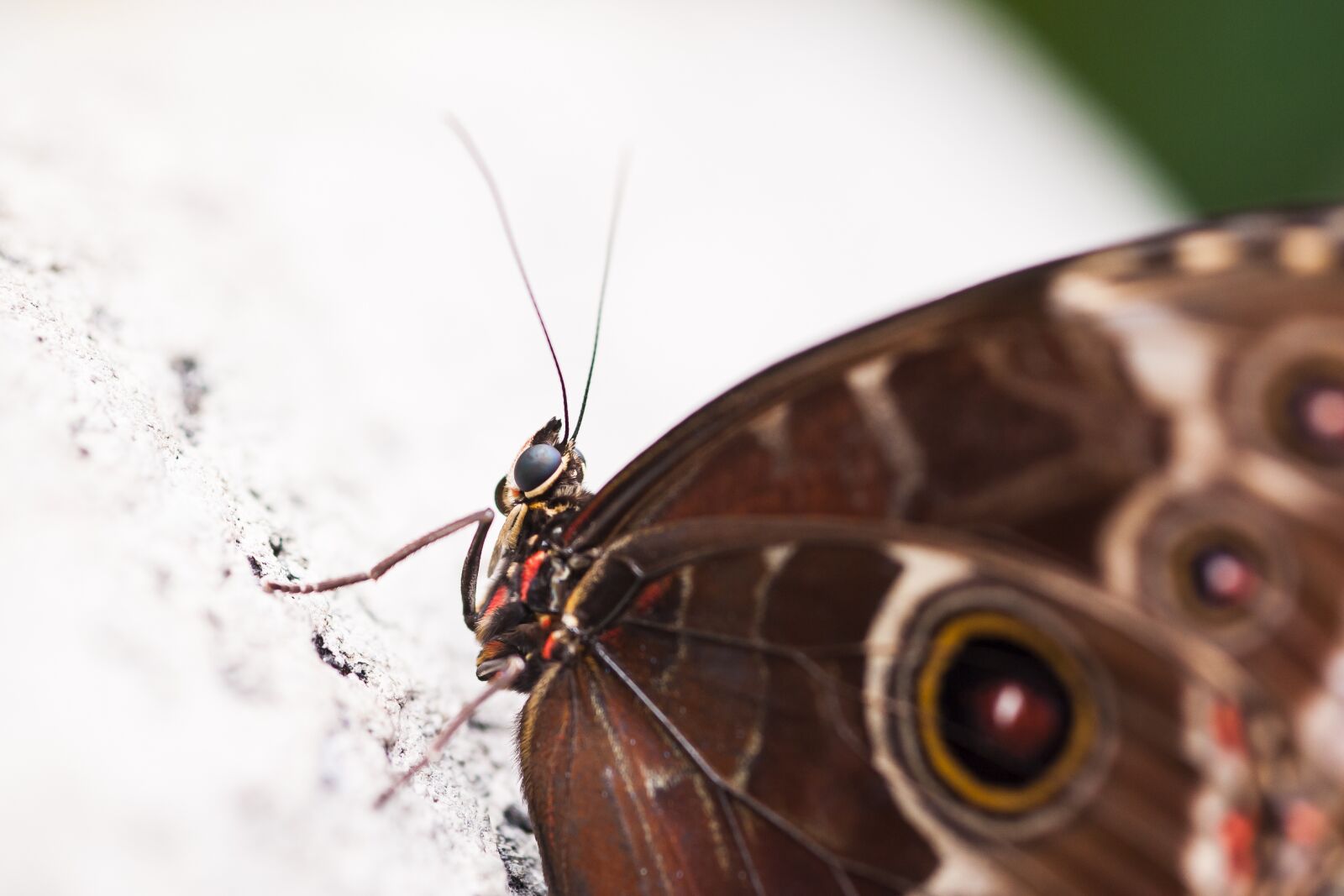 Nikon D700 sample photo. Butterfly, nature, macro photography