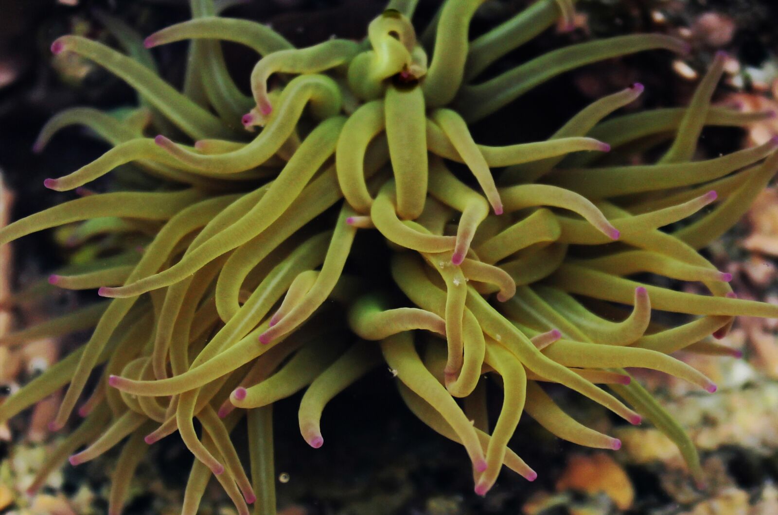 Canon EOS 1100D (EOS Rebel T3 / EOS Kiss X50) sample photo. Anemone, sea, submarine photography