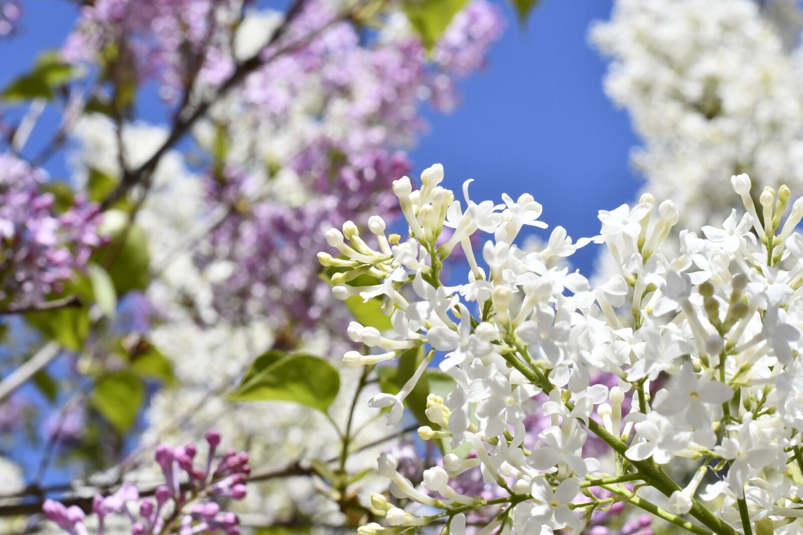 Nikon D7500 sample photo. Spring, flowers, plant photography