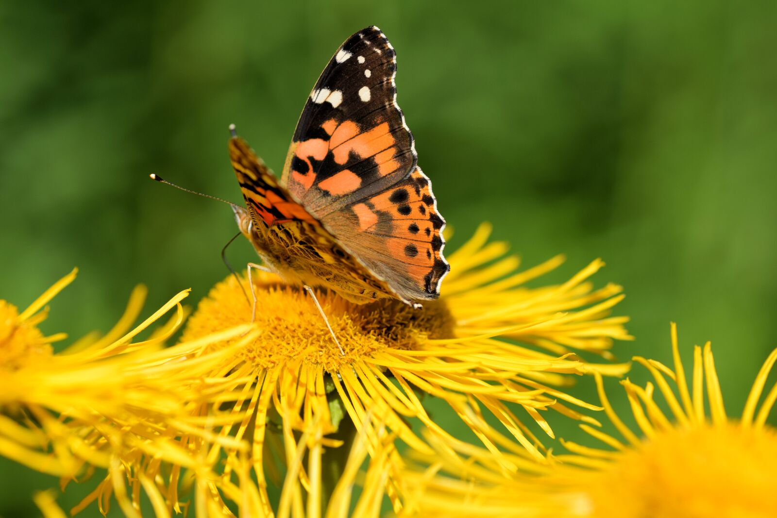 Nikon D5300 sample photo. Butterfly, flower, yellow photography