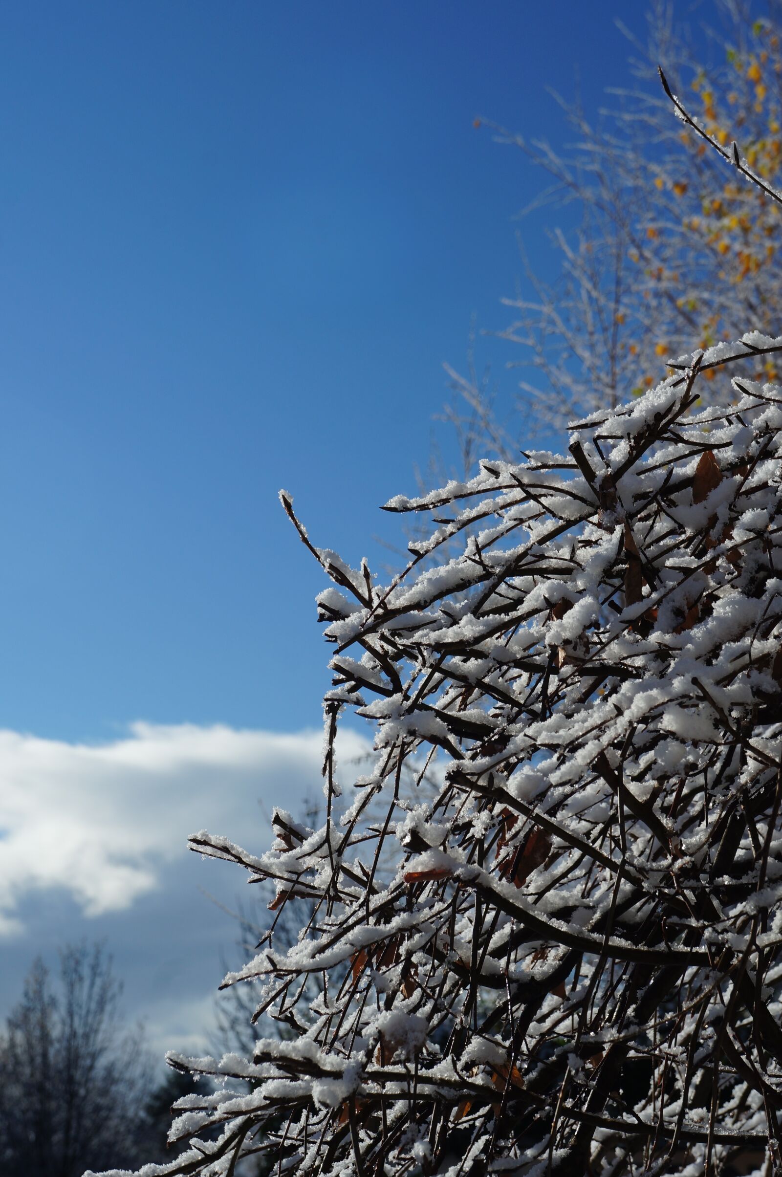 Sony Alpha NEX-5N sample photo. Winter, season, cold photography