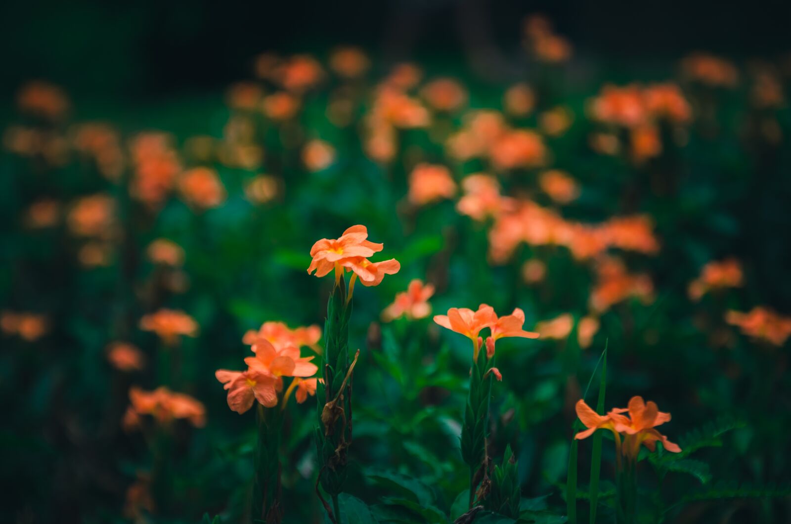 Nikon D7000 sample photo. Fire flower royal, flower photography