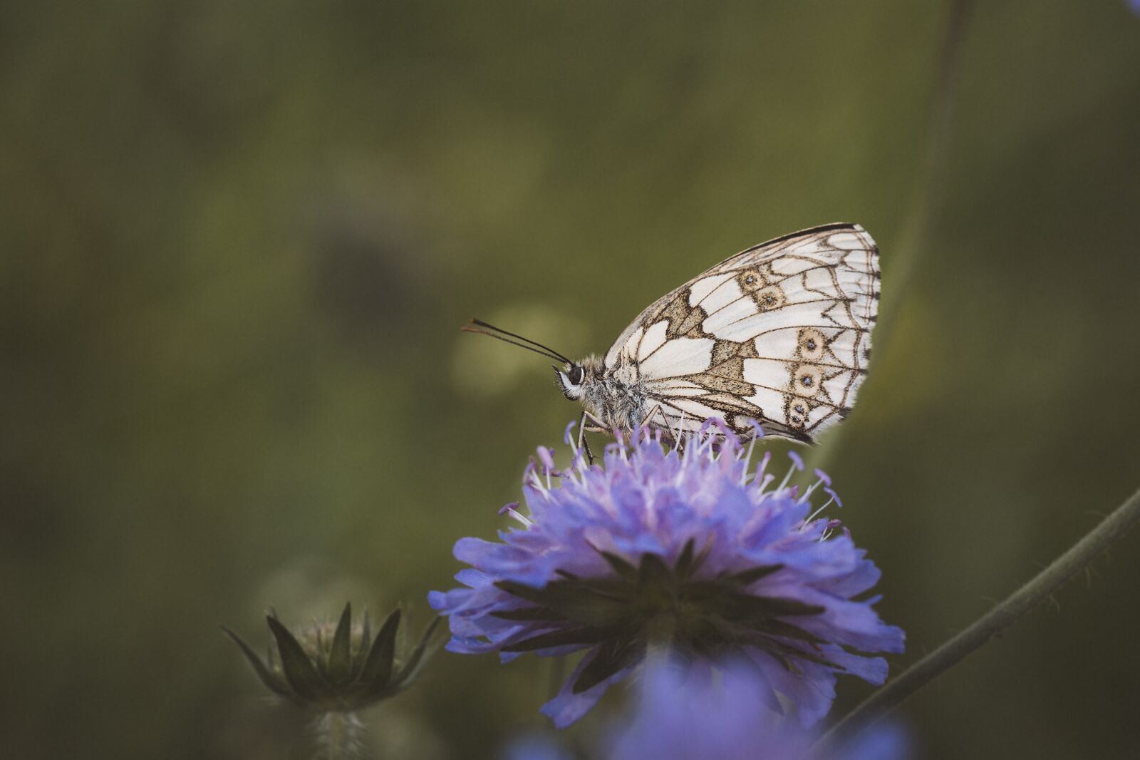 Nikon D7100 sample photo. Butterfly, chess board, women's photography