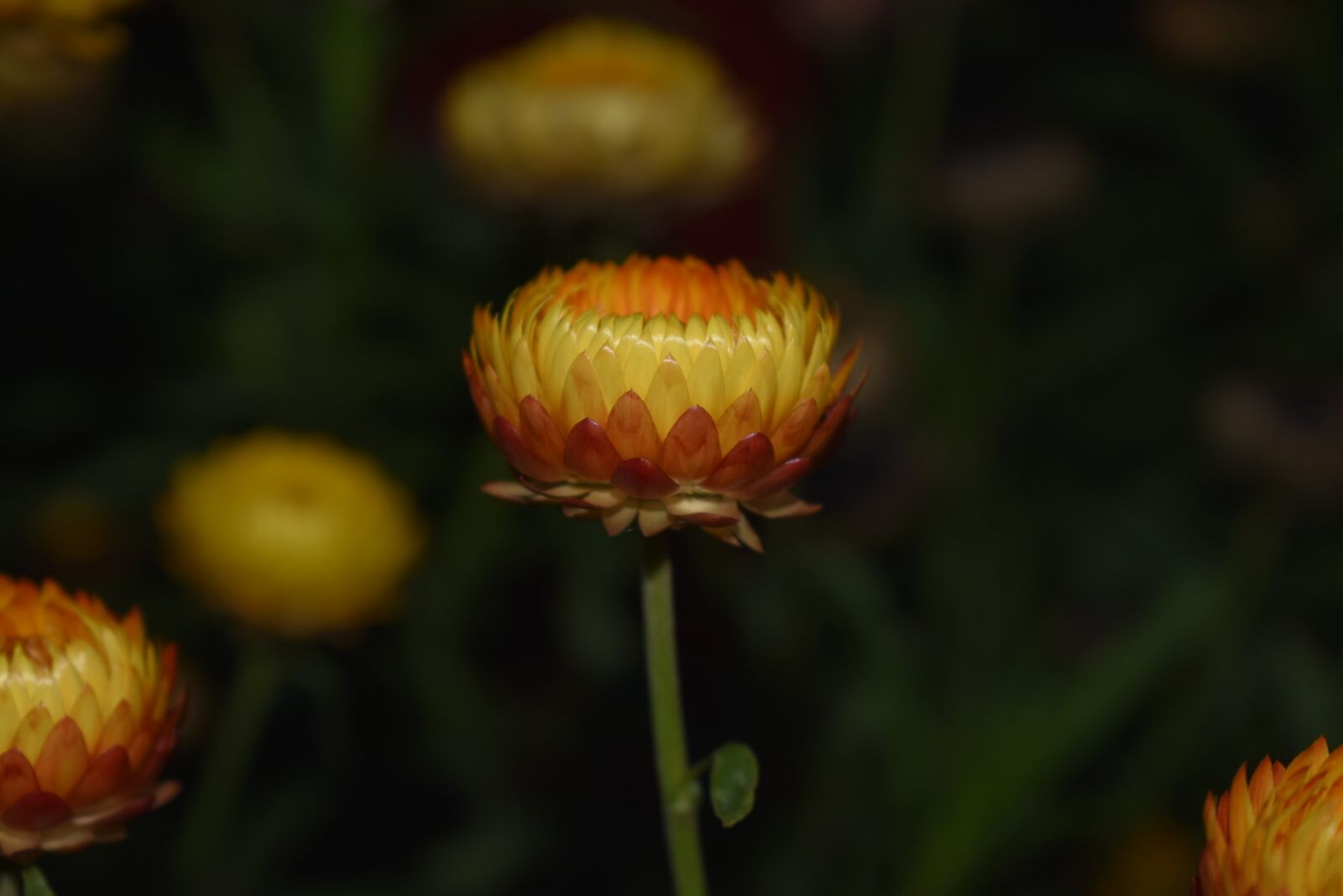 Nikon D3400 sample photo. Flower, plant, nature photography