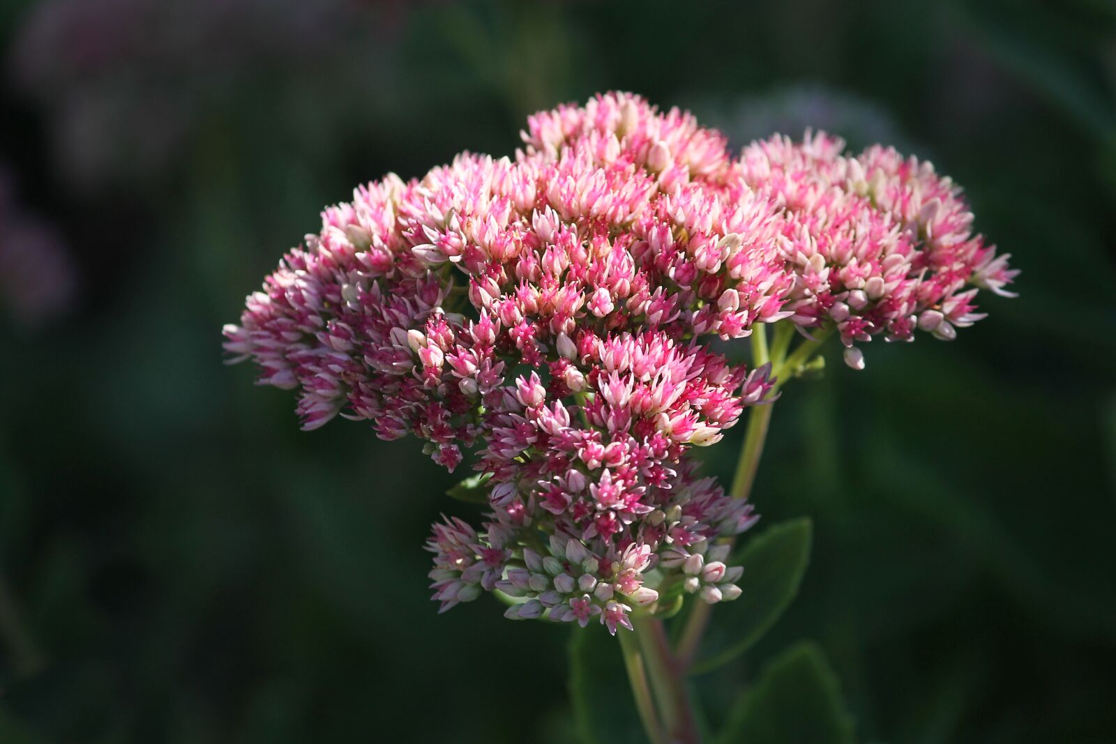 Canon EOS 1100D (EOS Rebel T3 / EOS Kiss X50) sample photo. Stonecrop, sedum, hybrid photography