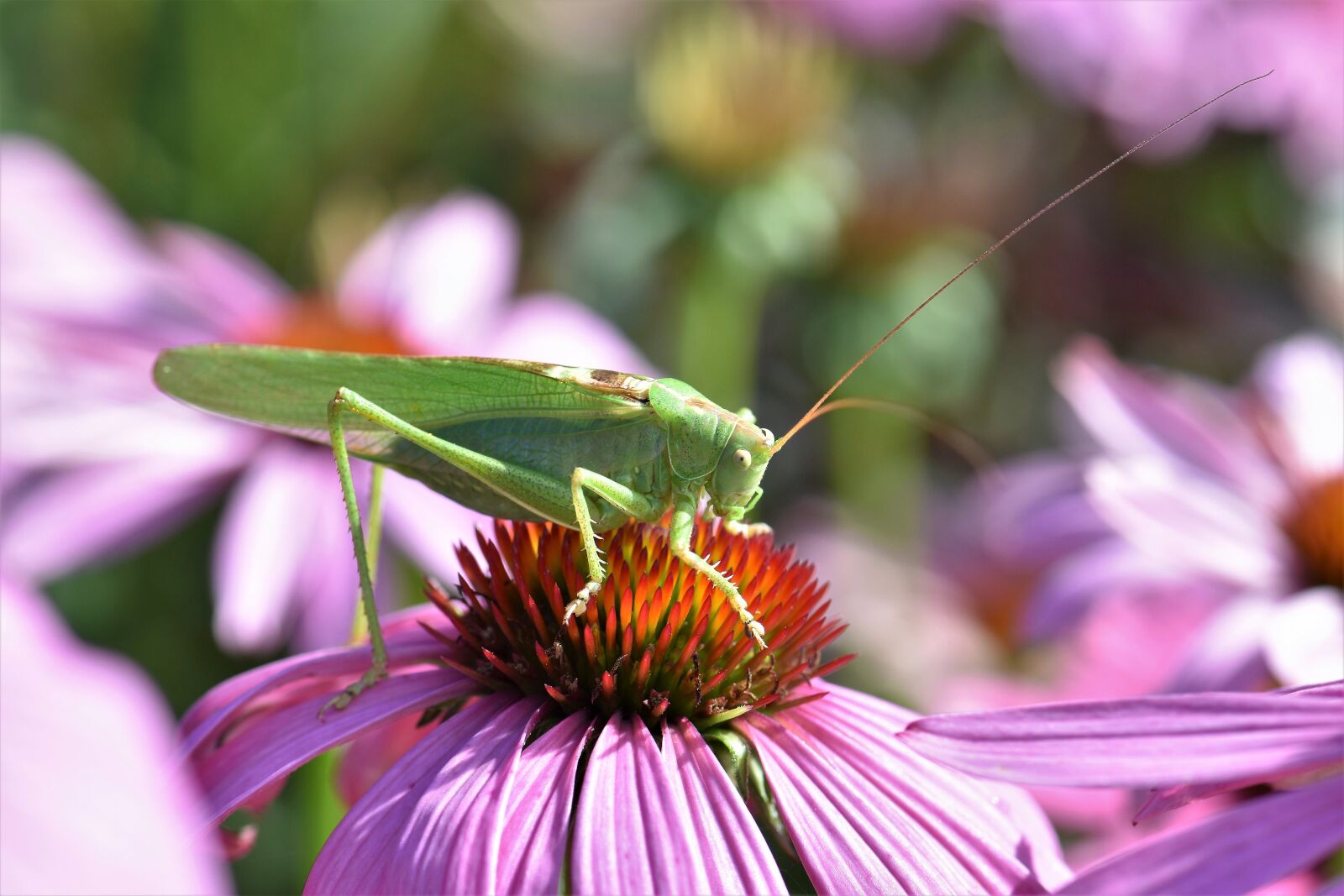 Nikon D5500 sample photo. Grasshopper, insect, animal photography