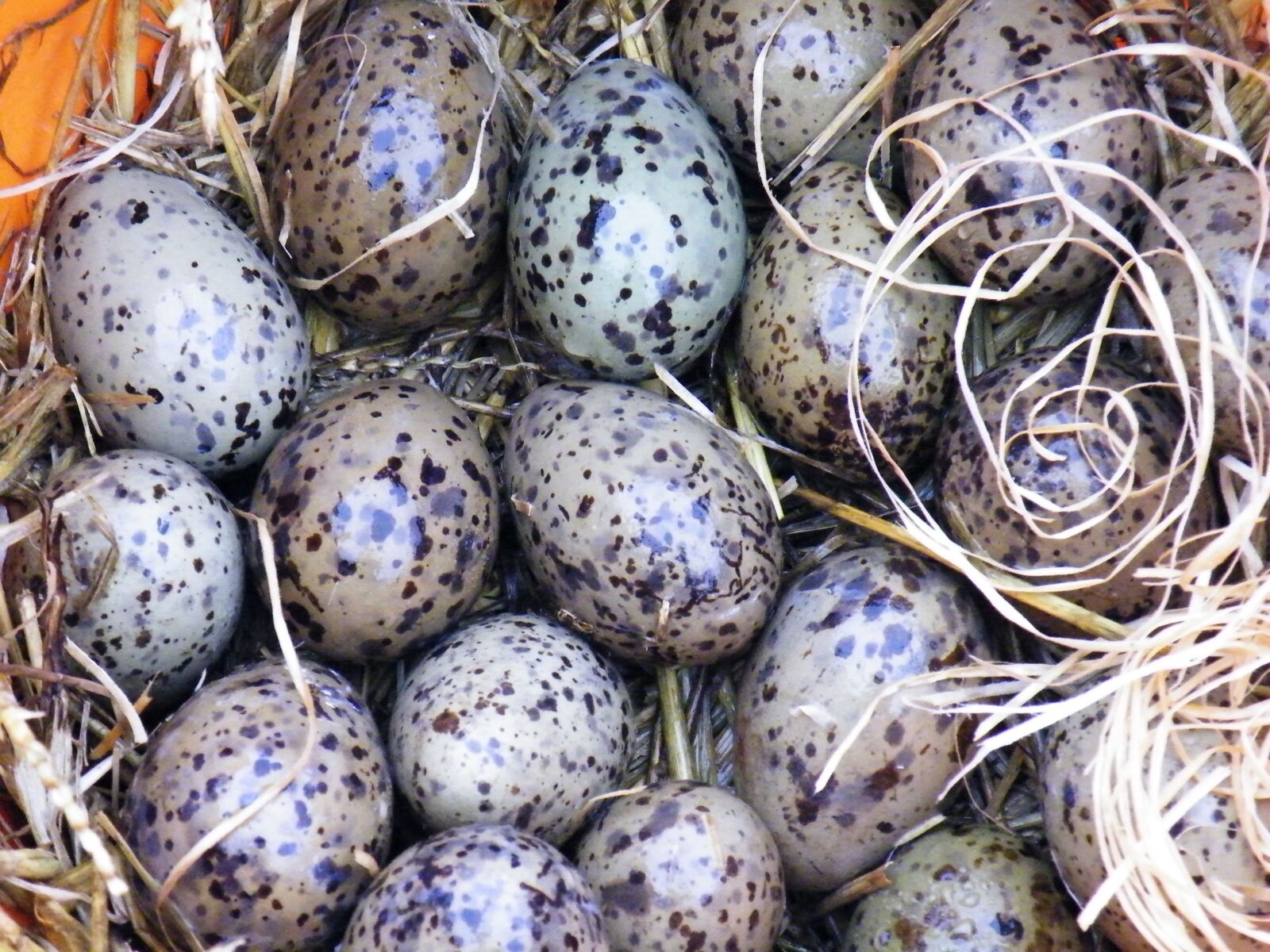 Fujifilm FinePix S8100fd sample photo. Gulls eggs, egg, seagull photography