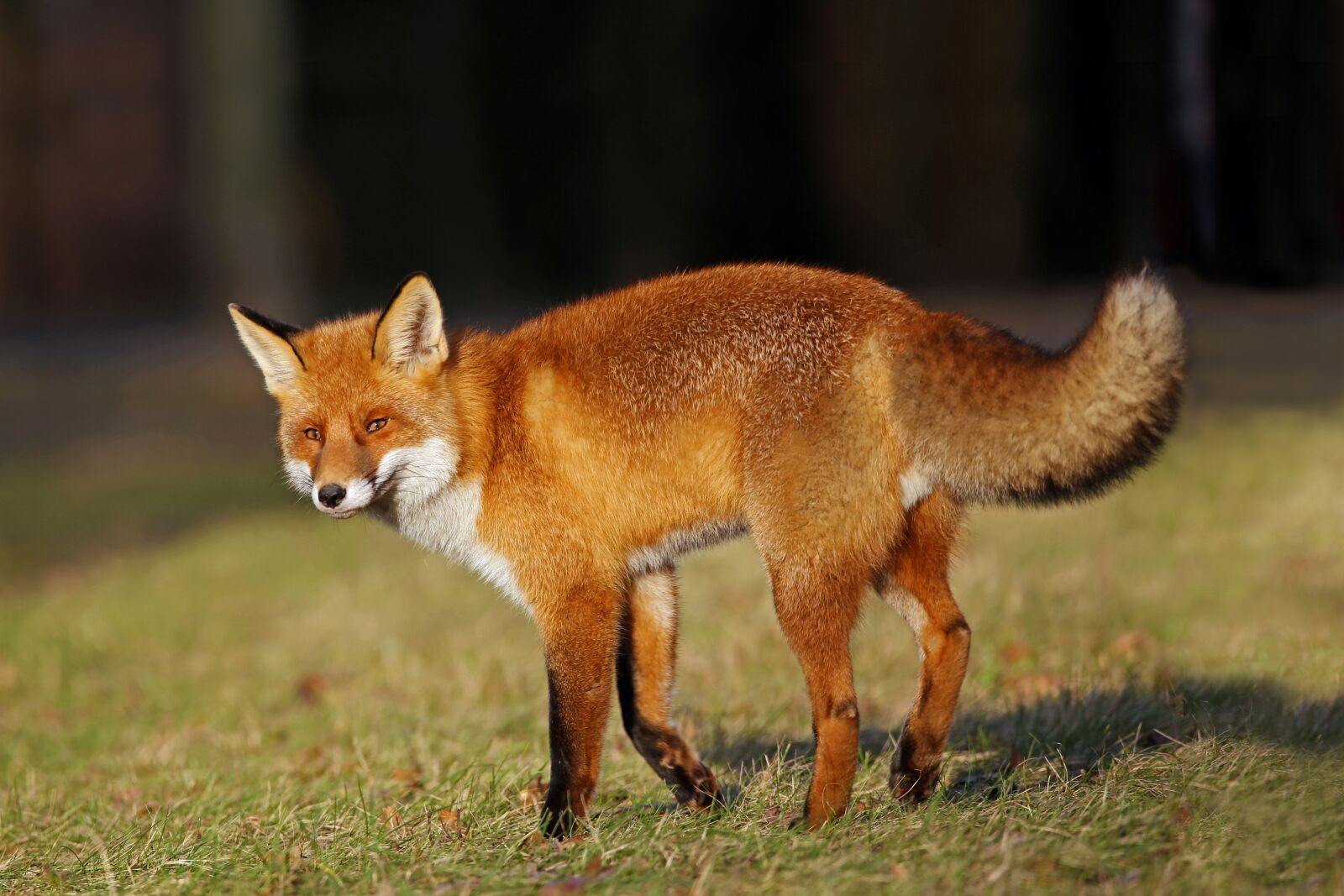 Canon EOS 6D sample photo. Fuchs, red fox, nature photography
