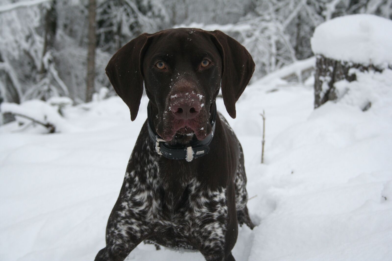 Canon EOS 350D (EOS Digital Rebel XT / EOS Kiss Digital N) sample photo. Dog, german pointer, winter photography