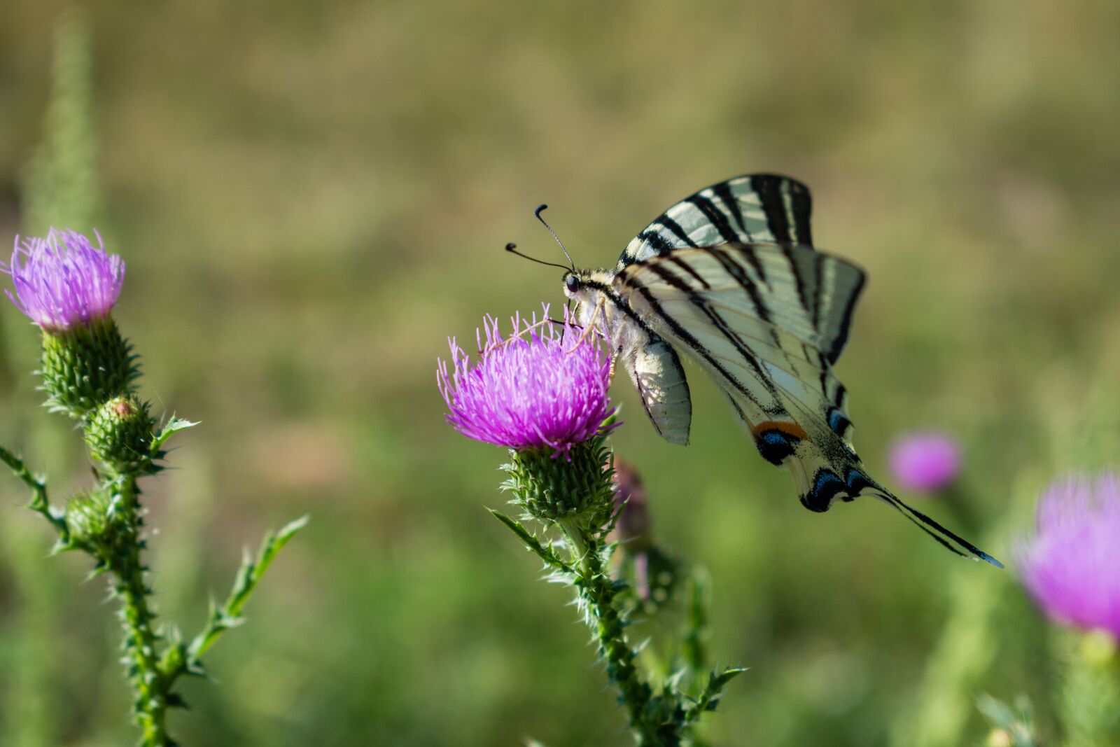 Nikon D7200 sample photo. Butterfly, flower, wing photography