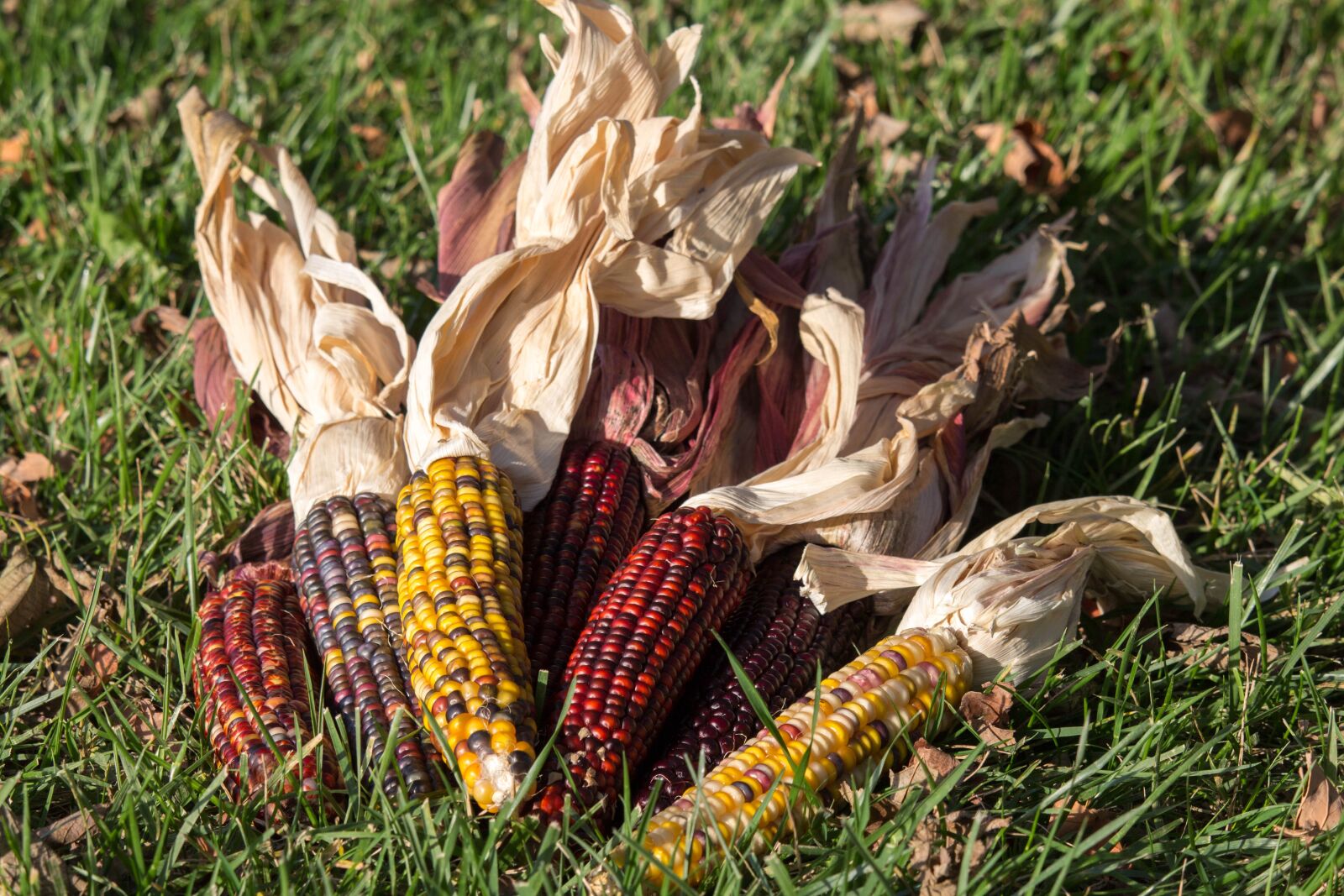 Canon EOS 700D (EOS Rebel T5i / EOS Kiss X7i) sample photo. Nature, food, fall photography