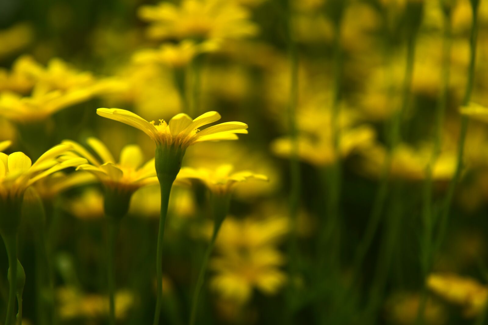 Nikon D5300 sample photo. Flower, yellow, garden photography