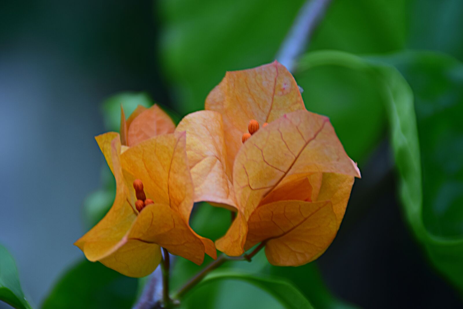 Nikon D5300 sample photo. Bougainvillia, orange, blossom photography