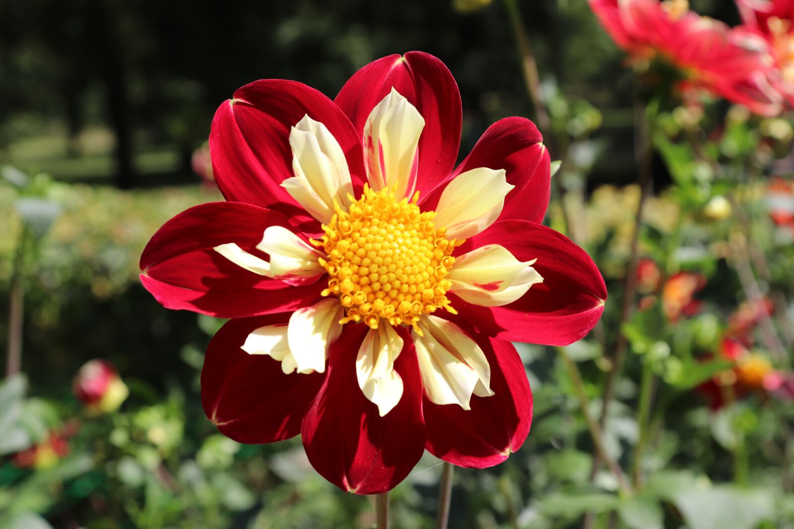 Canon EOS 800D (EOS Rebel T7i / EOS Kiss X9i) sample photo. Dahlias, bicolor, red and photography