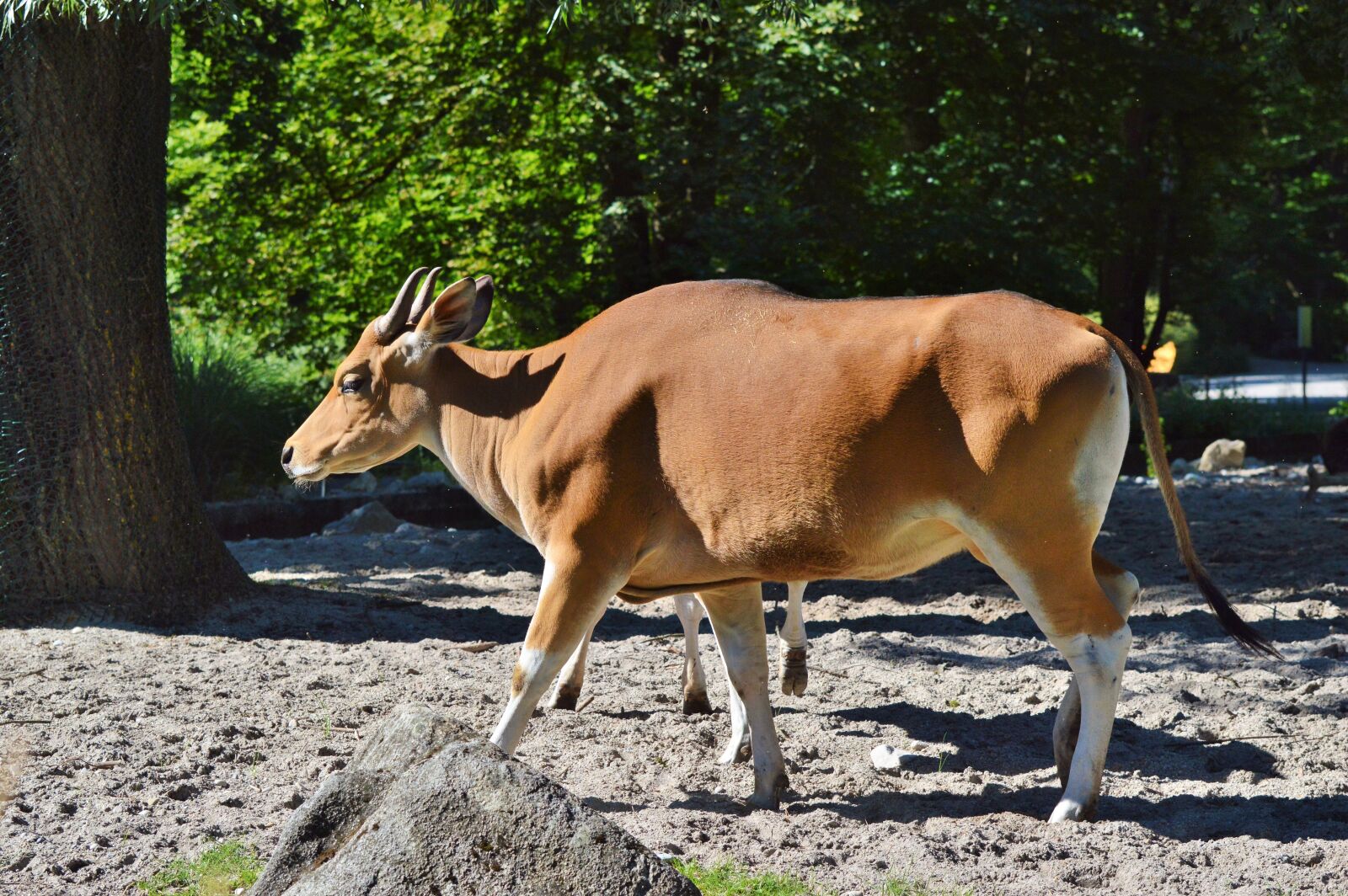 Nikon D3200 sample photo. Cow, beef, animal photography