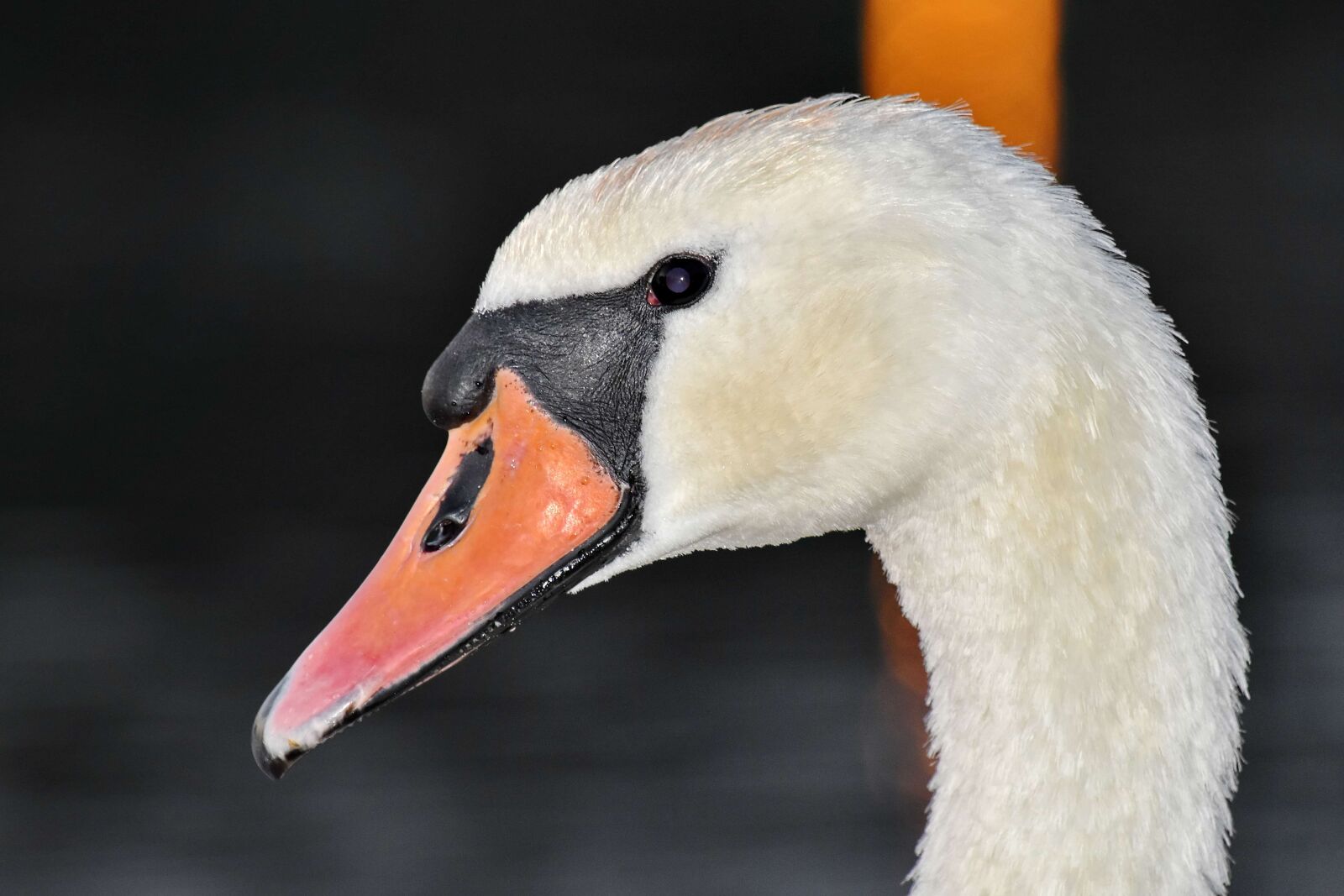 Nikon D5500 sample photo. Beautiful photo, detail, portrait photography