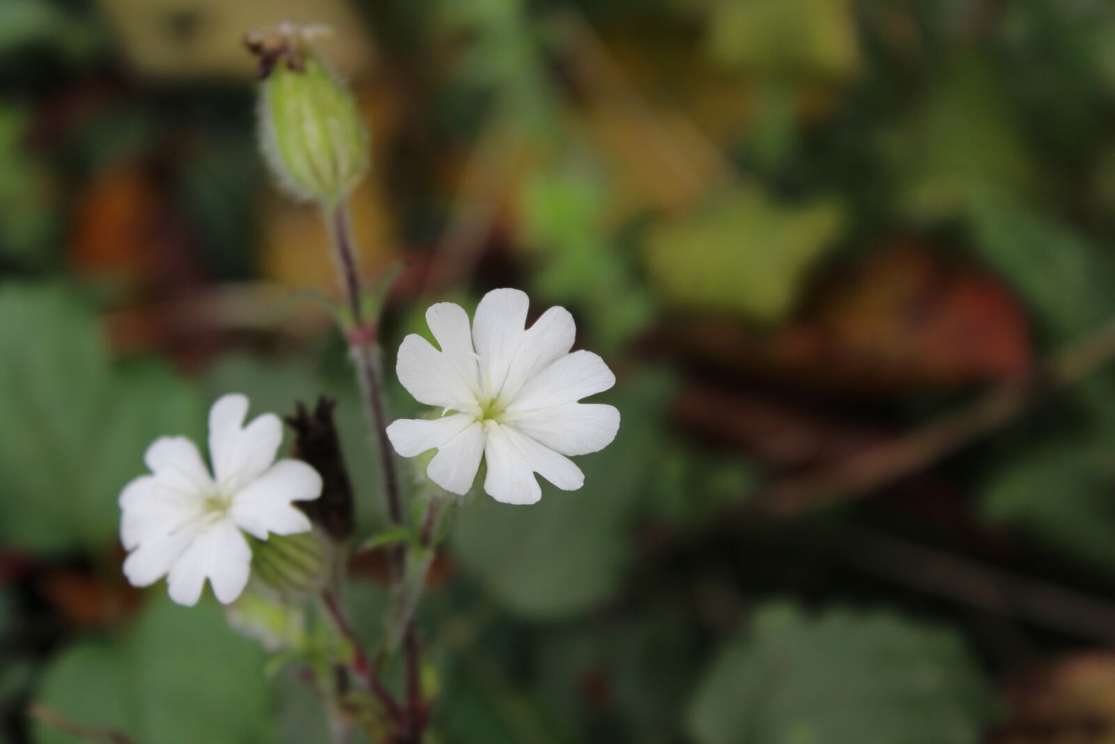 Canon EOS 600D (Rebel EOS T3i / EOS Kiss X5) sample photo. Flowers, botany, bloom photography