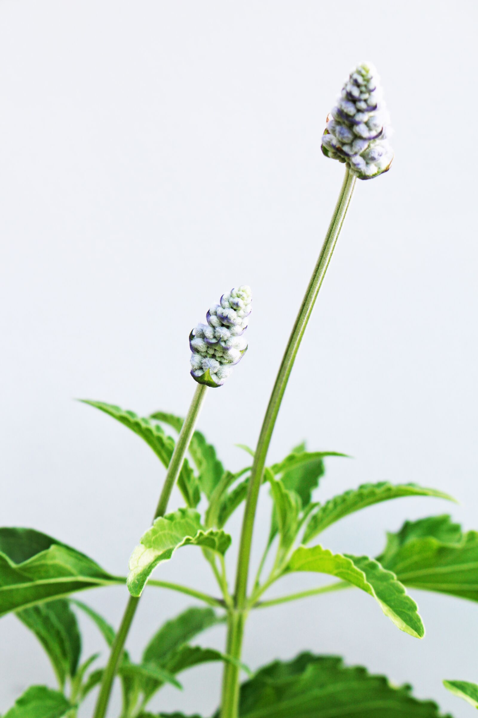 Canon EOS 700D (EOS Rebel T5i / EOS Kiss X7i) sample photo. Two, small, flowers photography