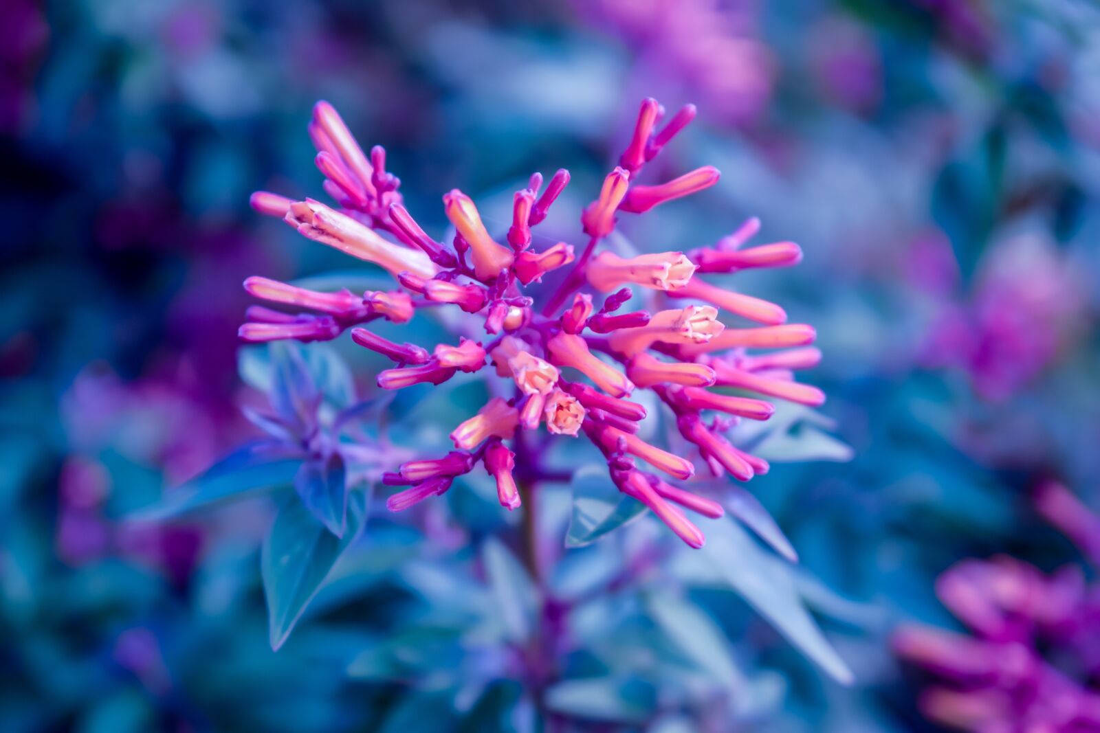 Nikon D3300 sample photo. Pink, blue, flowers photography