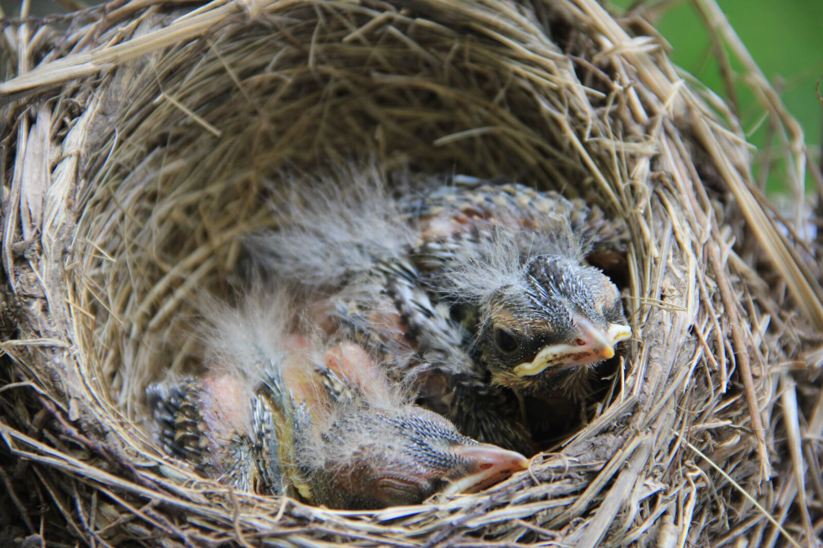 Canon EOS 60D sample photo. Bird, robin, baby photography