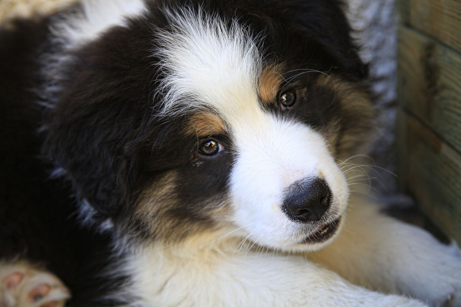Canon EOS 5D Mark III sample photo. Dog, puppy, border collie photography