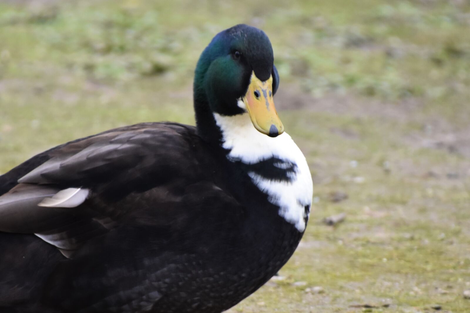 Nikon D5600 sample photo. Duck, green collar, plumage photography