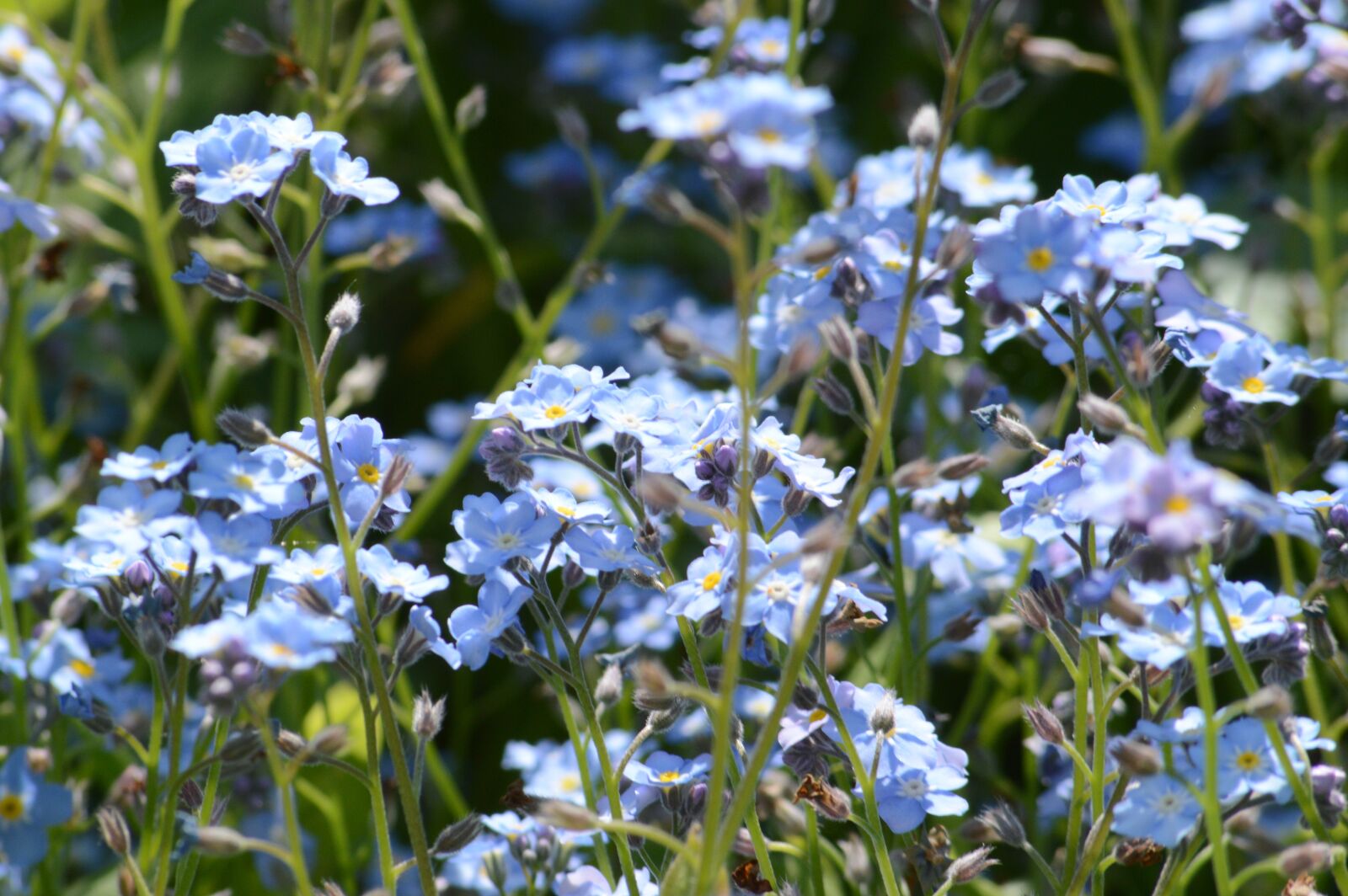 Nikon D3200 sample photo. Nots, flowers, small flowers photography