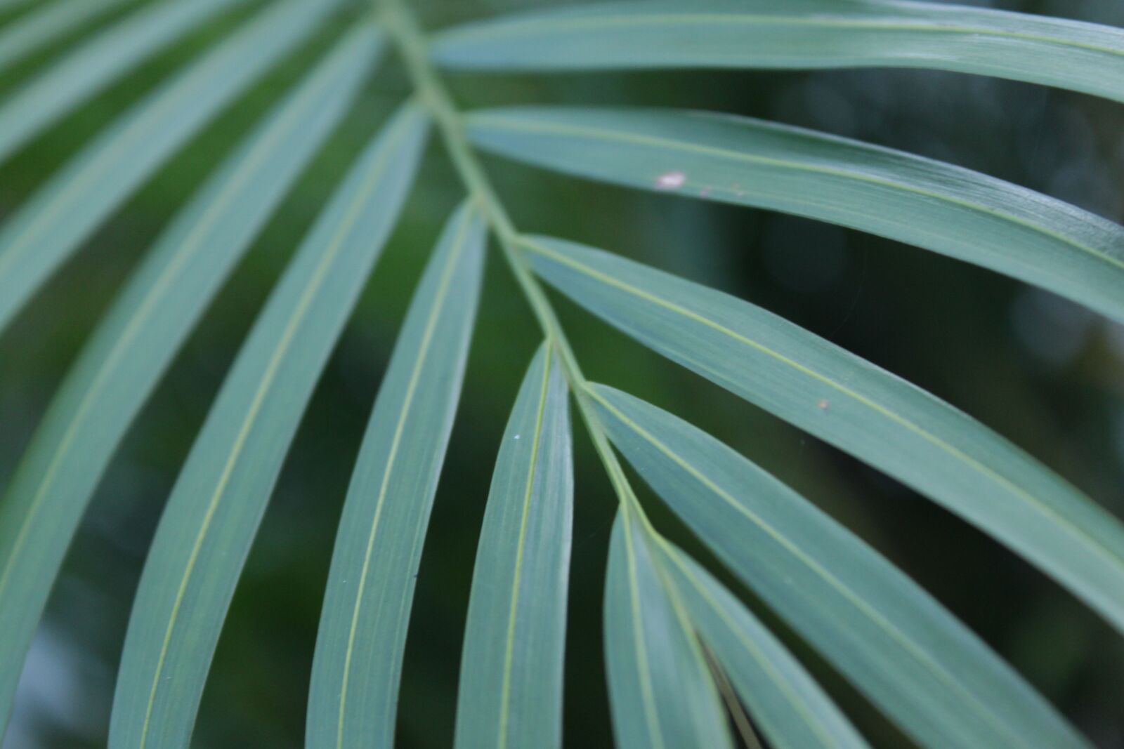 Canon EOS 500D (EOS Rebel T1i / EOS Kiss X3) sample photo. Leaf, green, morning photography