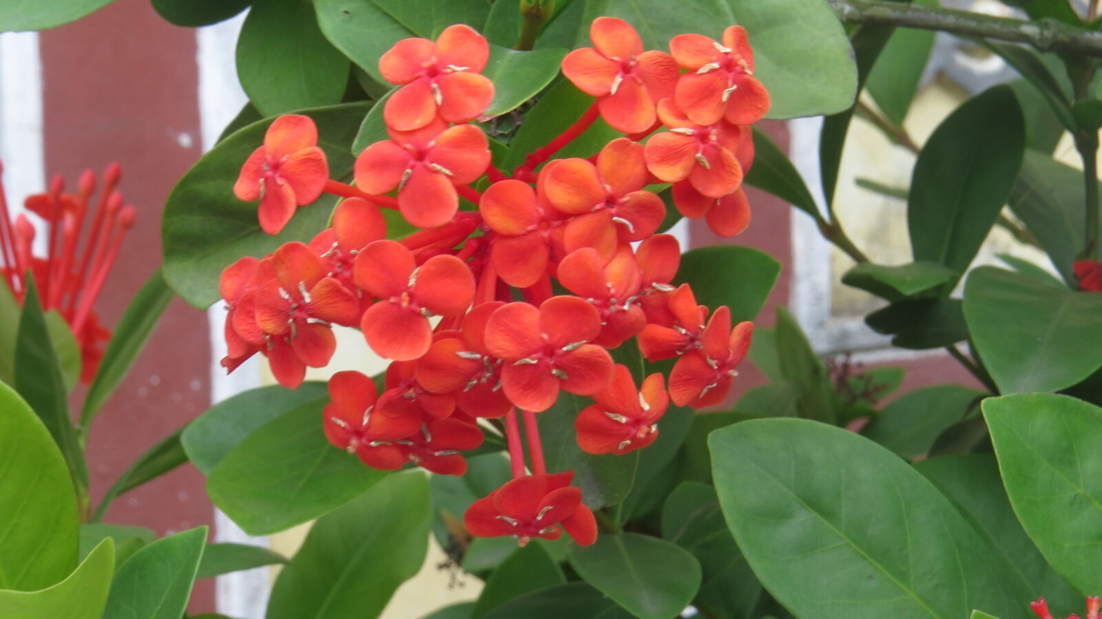 Canon PowerShot SX50 HS sample photo