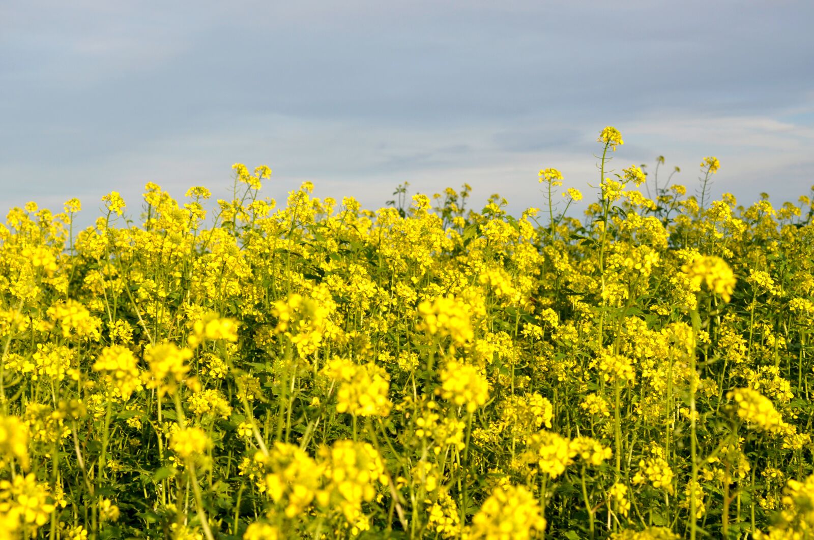 Nikon D90 sample photo. Autumn, mustard, field photography