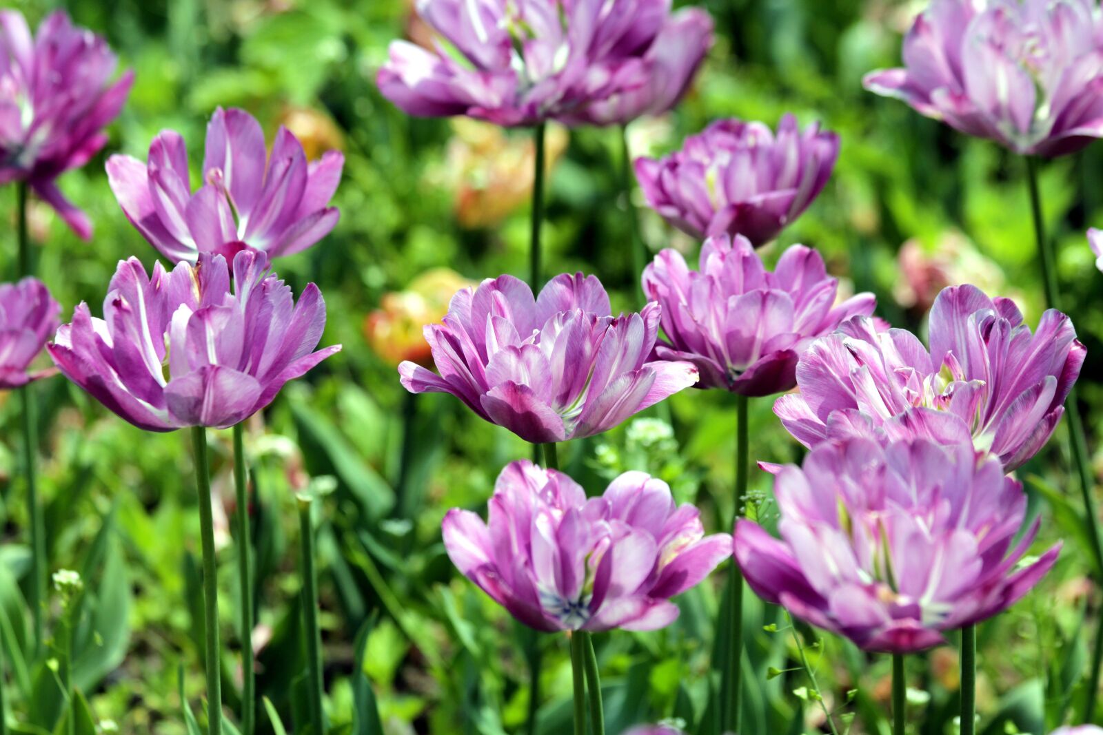 Canon EOS 650D (EOS Rebel T4i / EOS Kiss X6i) sample photo. Tulips, flowers, spring photography