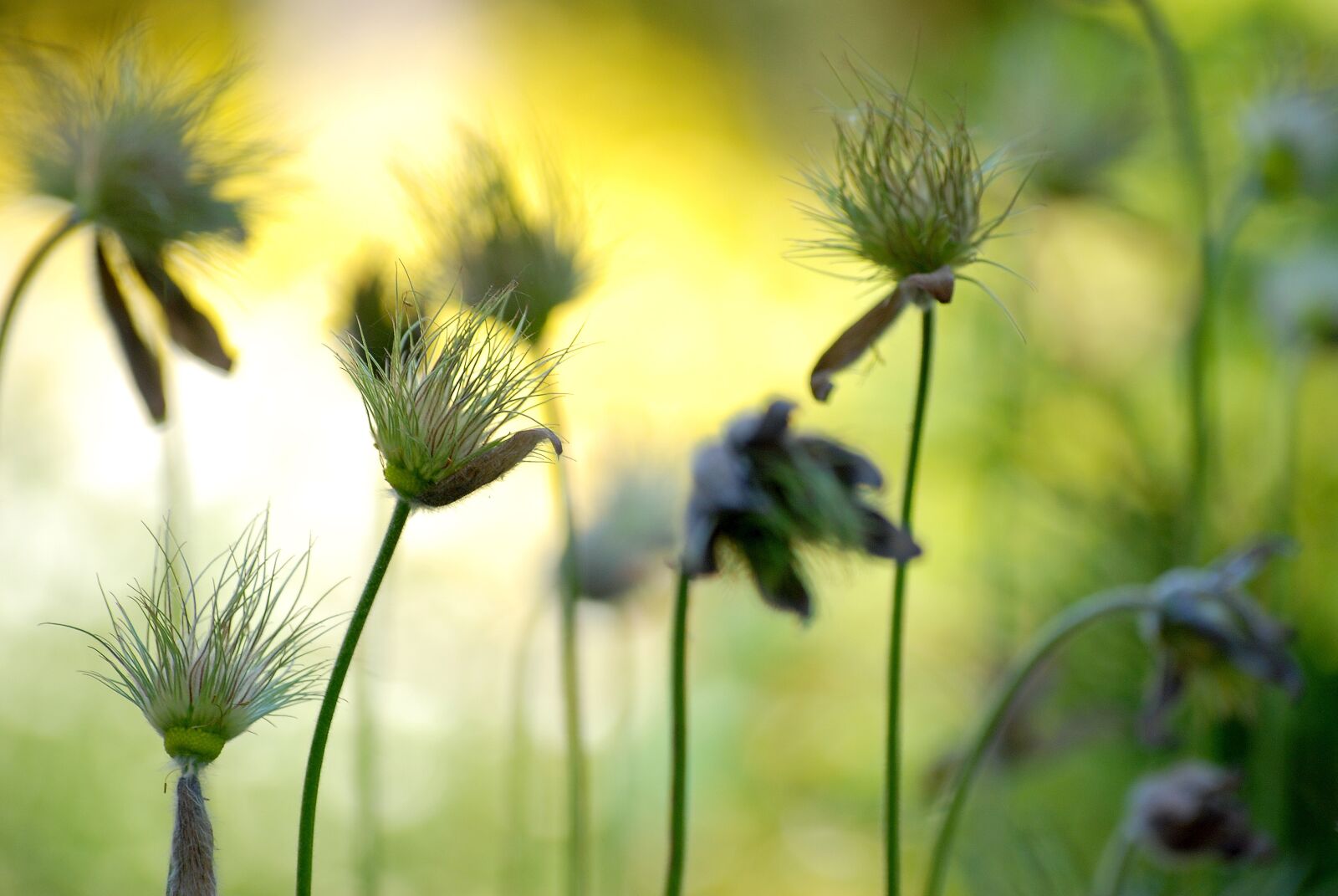 Nikon D80 sample photo. Nature, plant, summer photography