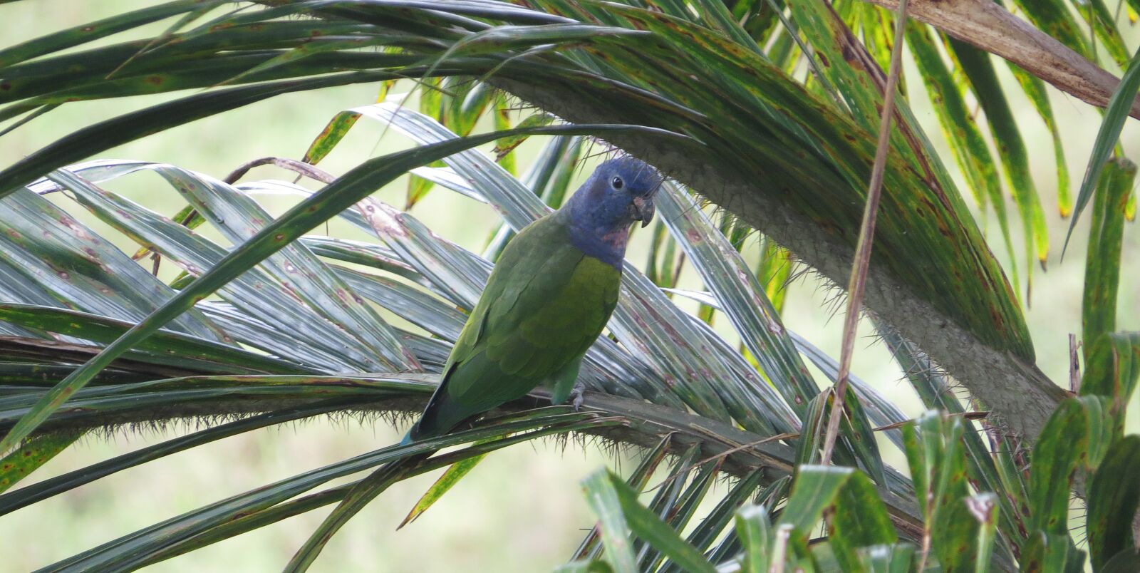 Canon PowerShot SX50 HS sample photo. Fauna, ave, bird photography