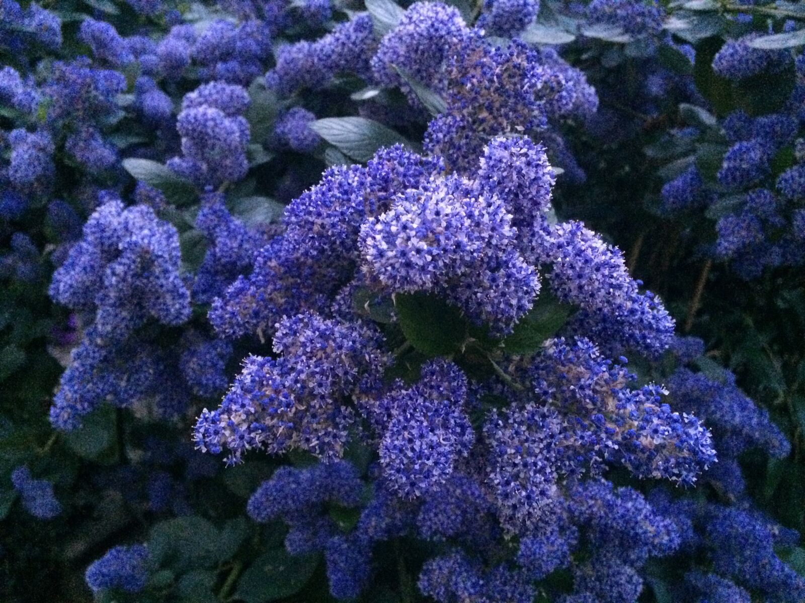 iPhone 5s back camera 4.15mm f/2.2 sample photo. Flowers, garden, spring photography