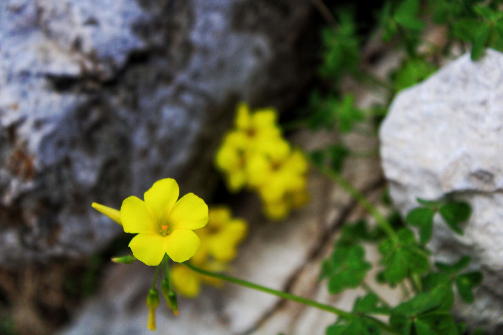 Canon EOS 2000D (EOS Rebel T7 / EOS Kiss X90 / EOS 1500D) sample photo. Nature, flower, yellow photography