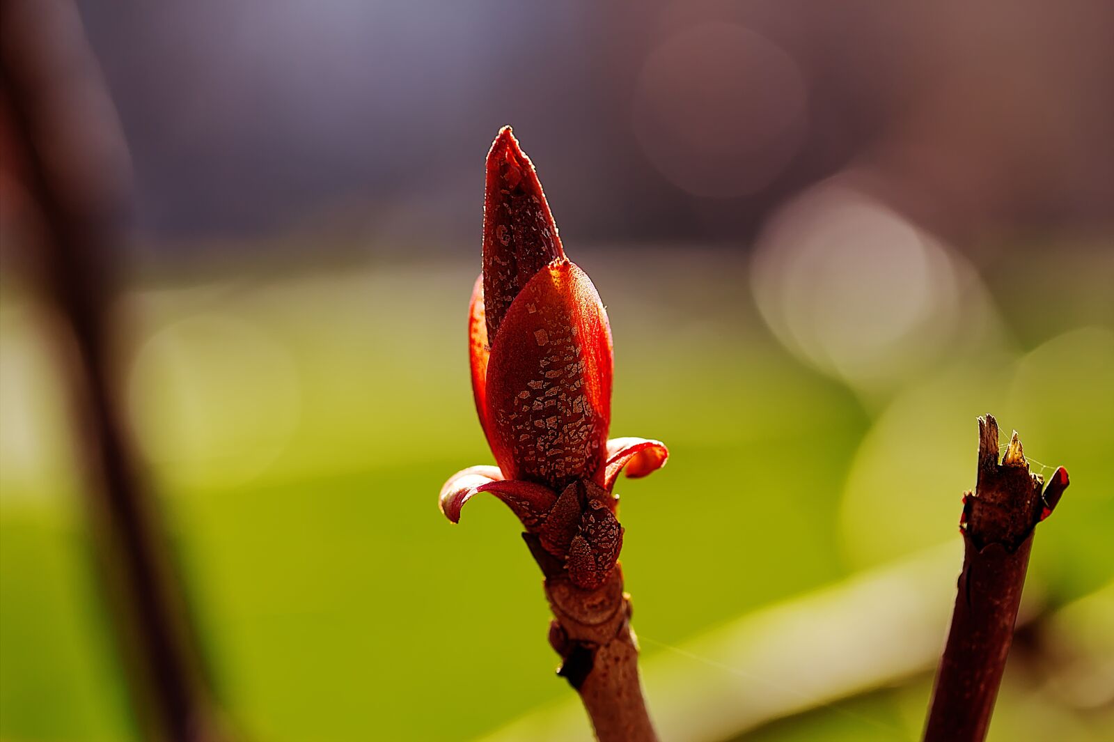 Canon EF-S 60mm F2.8 Macro USM sample photo. Bud, spring, blossom photography