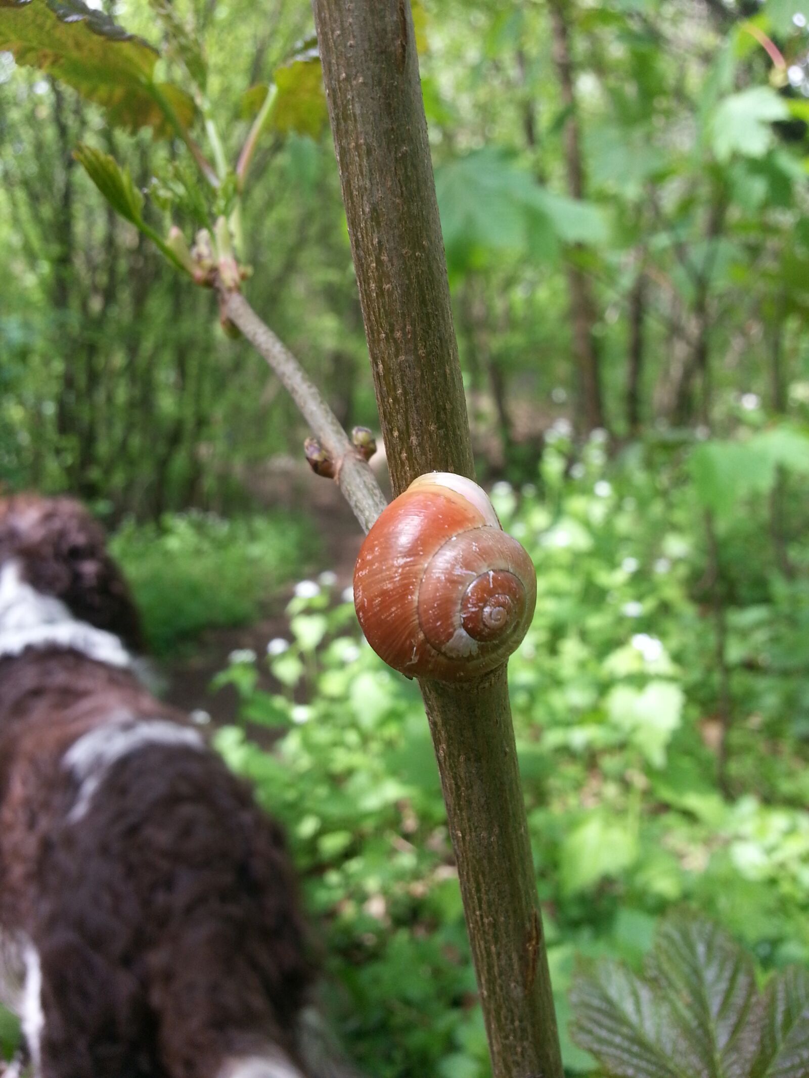 Samsung Galaxy S3 sample photo. Shell, snail, animals photography