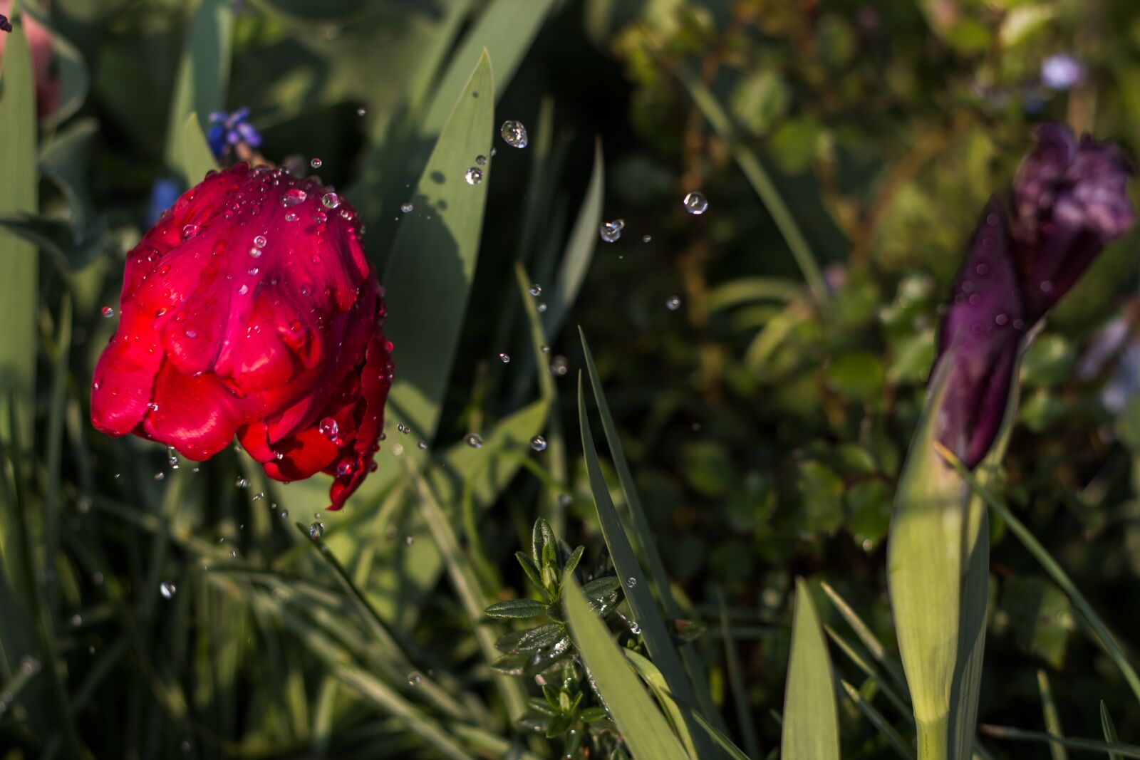 Canon EOS 600D (Rebel EOS T3i / EOS Kiss X5) + Canon EF 50mm F1.8 II sample photo. Rose, drip, flower photography